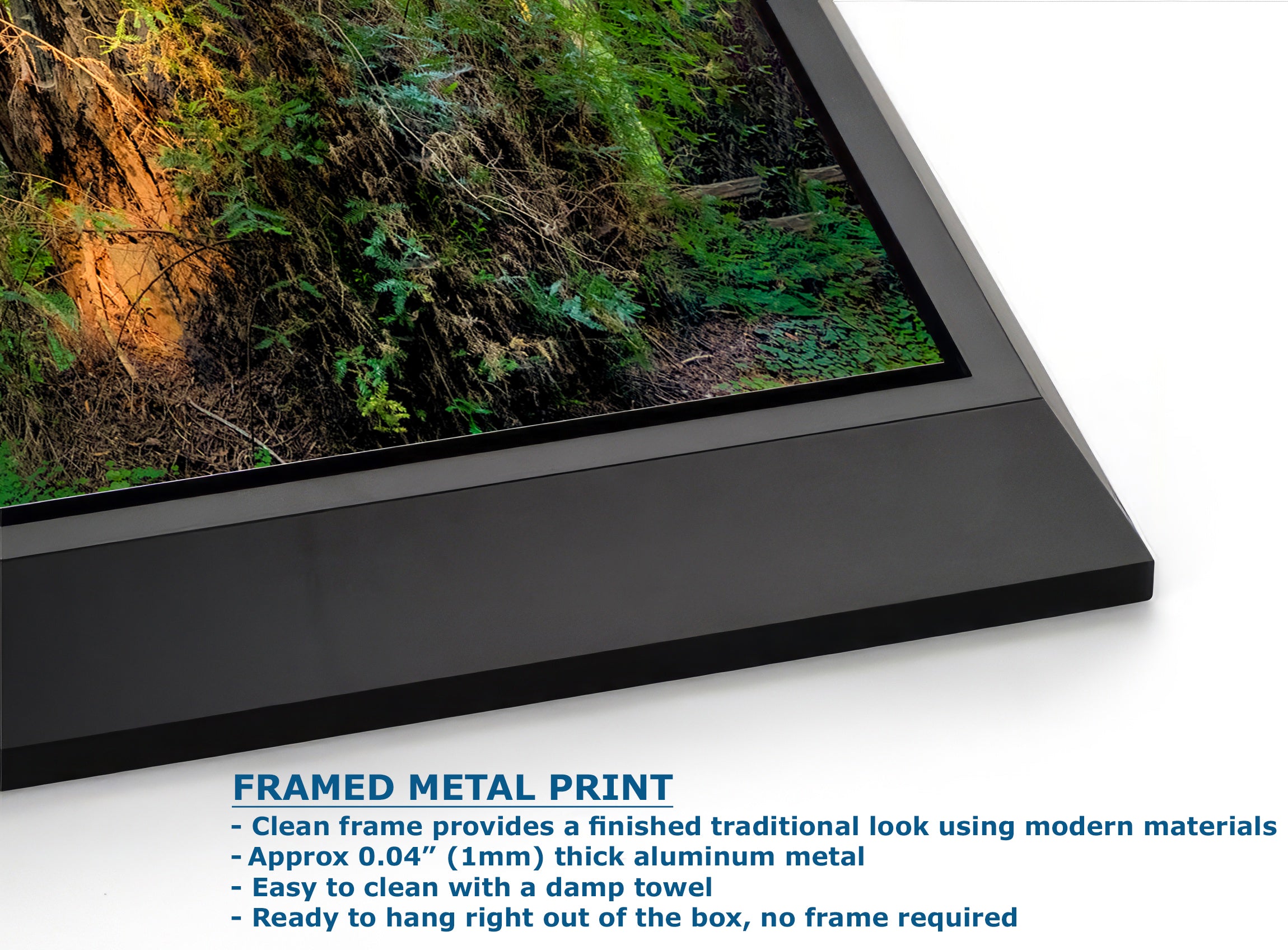 Redwood Trees Forest Picture Nature Photo, Forest Bathing Relaxation Artwork for Calming Meditation, Office and House Decor