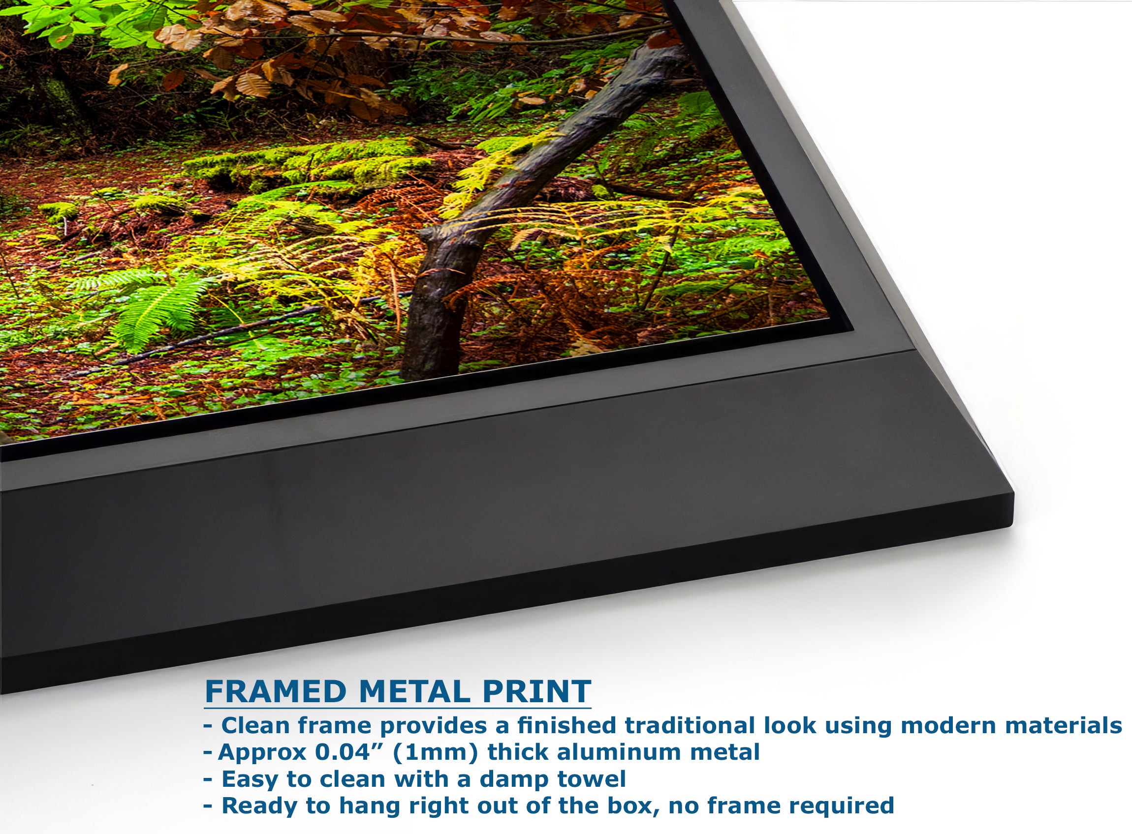 Redwood Trees Forest Picture Sunrise Nature Photo, Forest Bathing House Decor, Relaxing Wall Art for Meditation, Home and Office