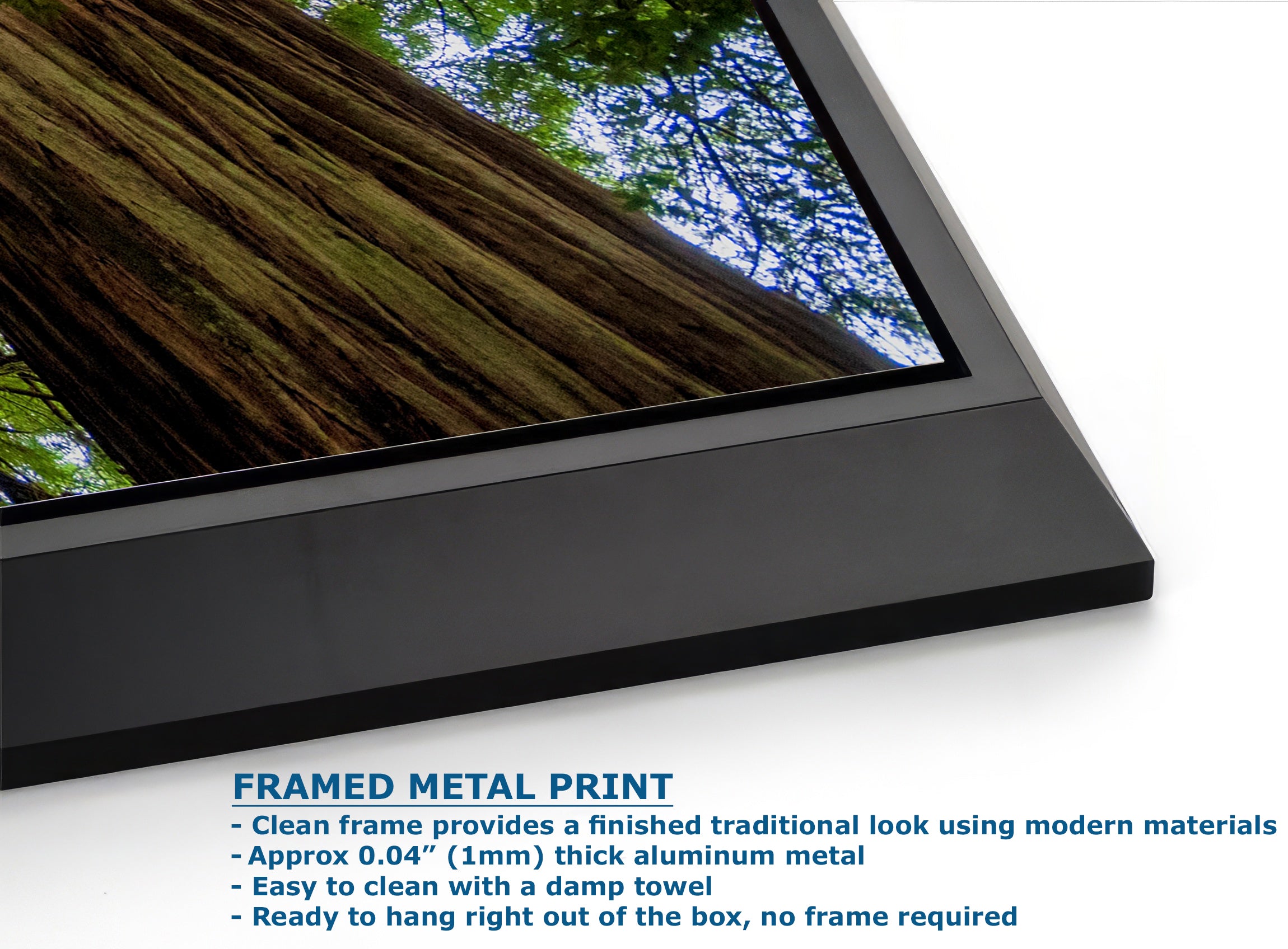 Redwood Trees Forest Picture Nature Photo