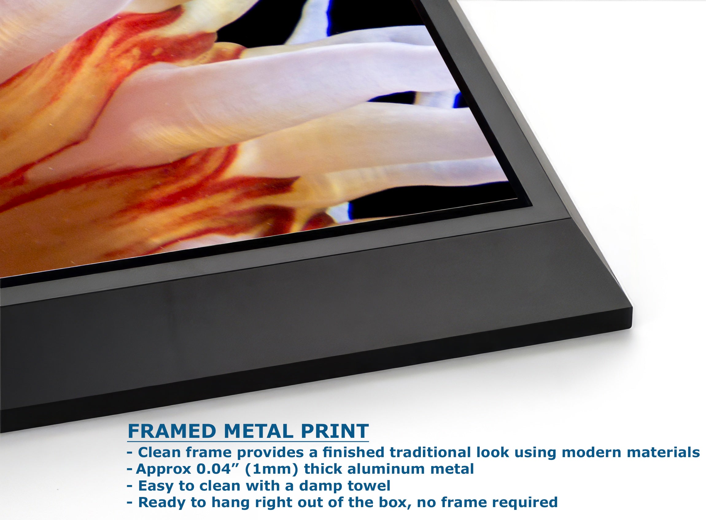 Sea Anemone Picture Ocean Life Underwater Scenery Nature Photo, Marine Biology Coral Reef Art