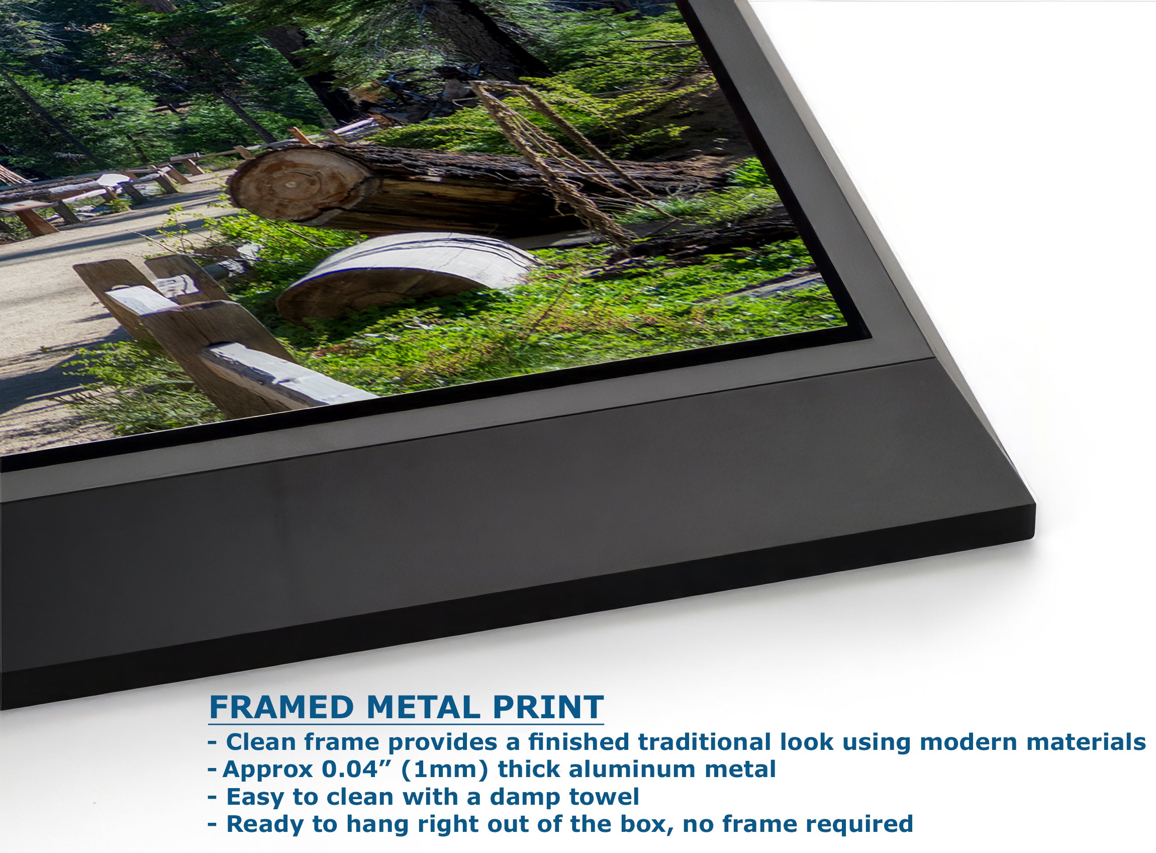 Giant Sequoia Tree Forest Picture Nature Photo, Redwood Trees Forest Bathing Decor, Relaxation Artwork for Home or Office