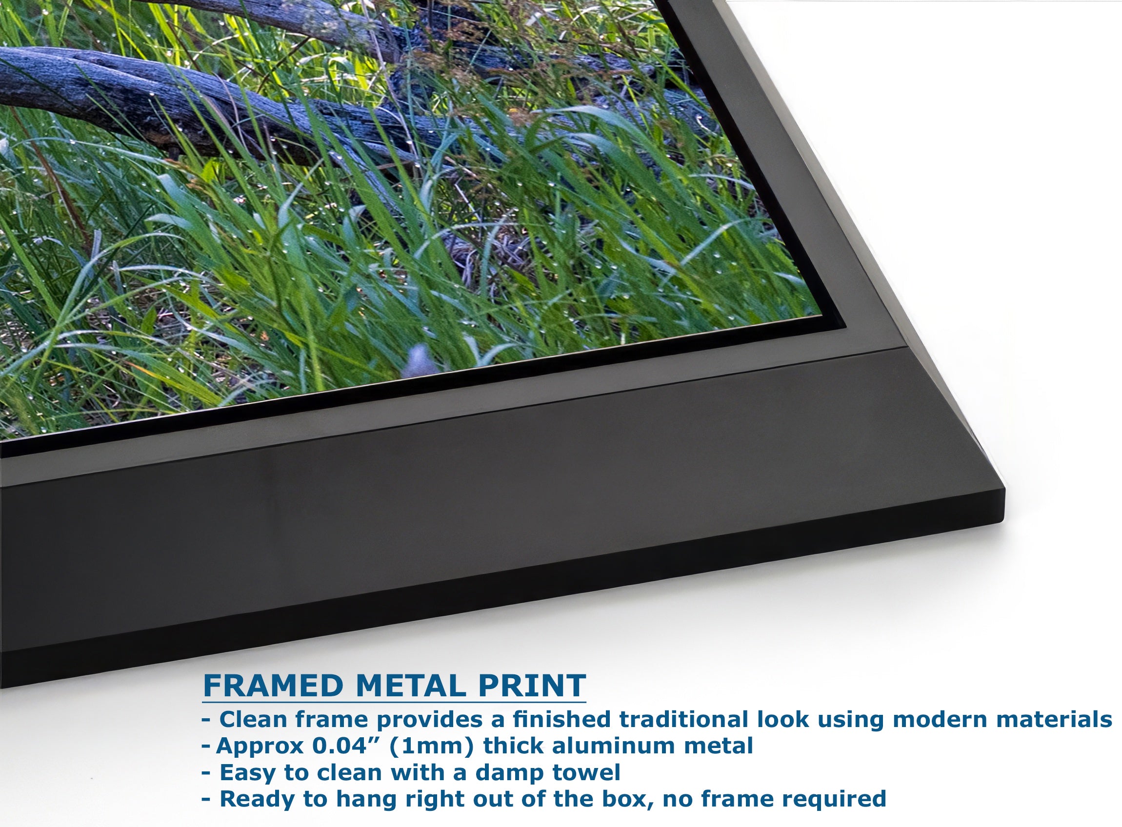 Steller Jay Wildlife Photography Print, Bird Wall Art, Nature Photography, Blue Bird Picture, Relaxing Dorm Room or Office Wall Art