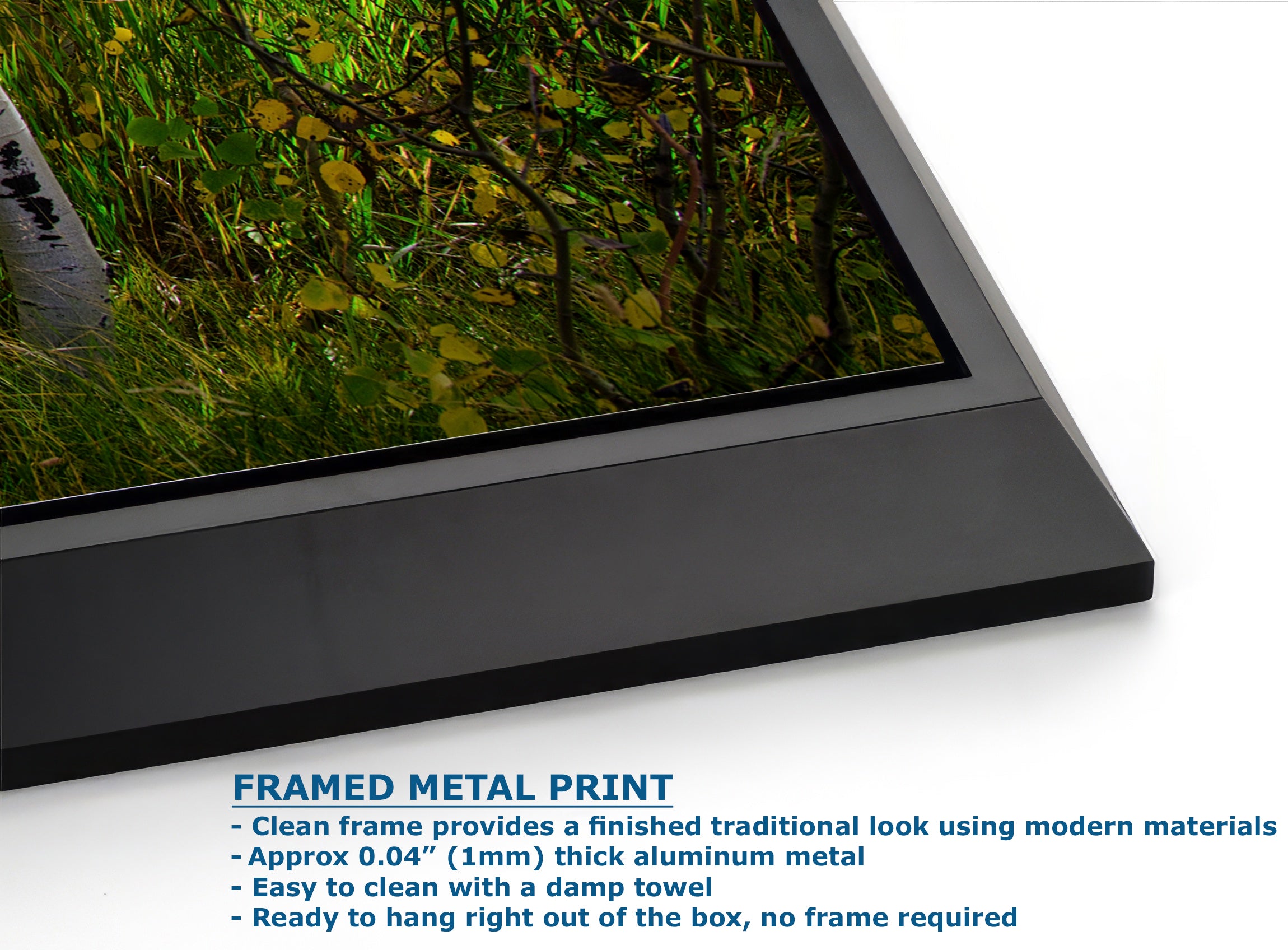 Aspen Tree Forest Picture Nature Photo, Forest Bathing Relaxation Artwork, Fall Colors Autumn for Meditation, Office and House Decor