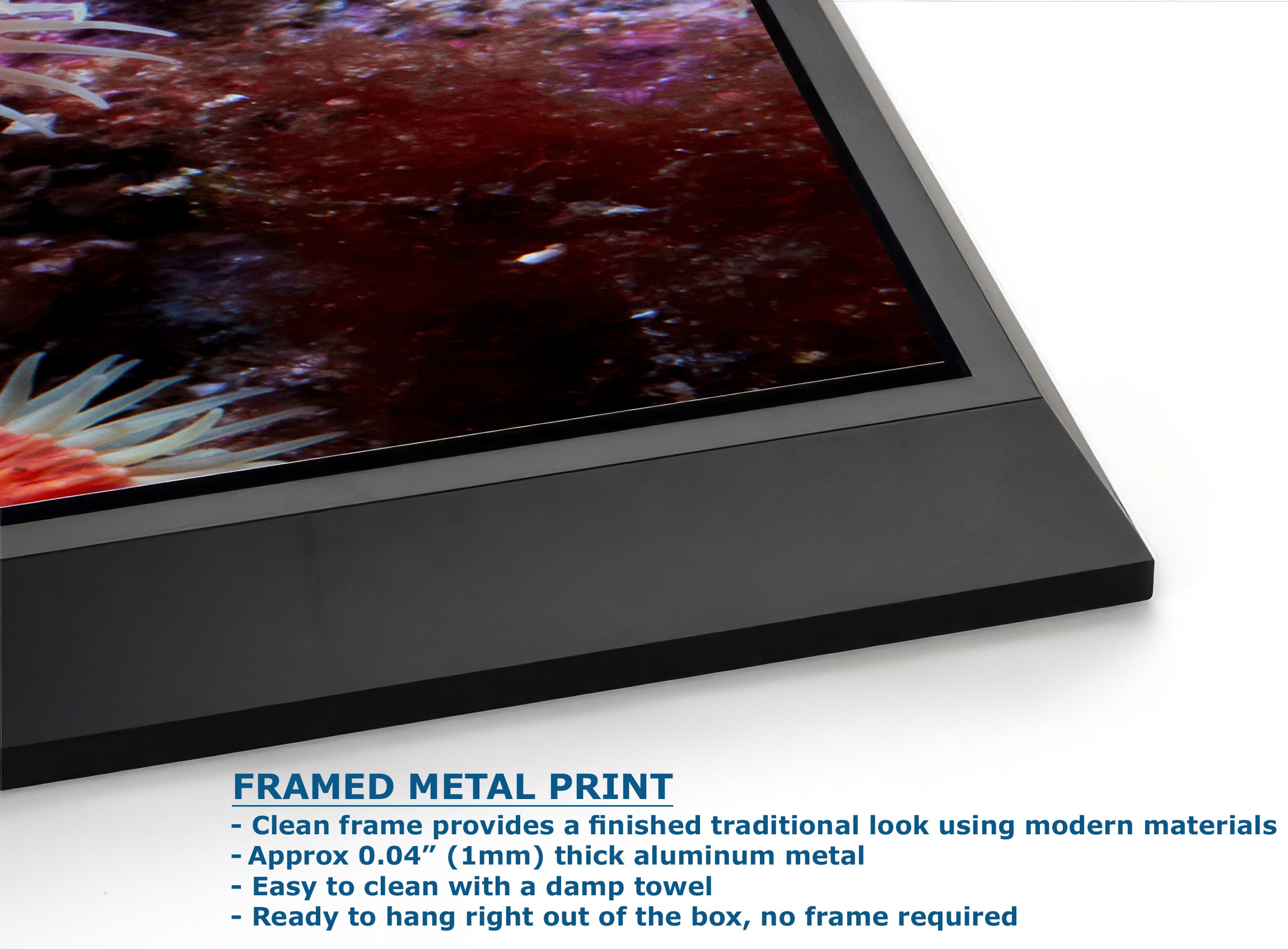 Sea Anemone Picture Ocean Life Underwater Scenery Nature Photo, Marine Biology Wall Art, Coral Reef Decor, Office & Dorm Room Decoration