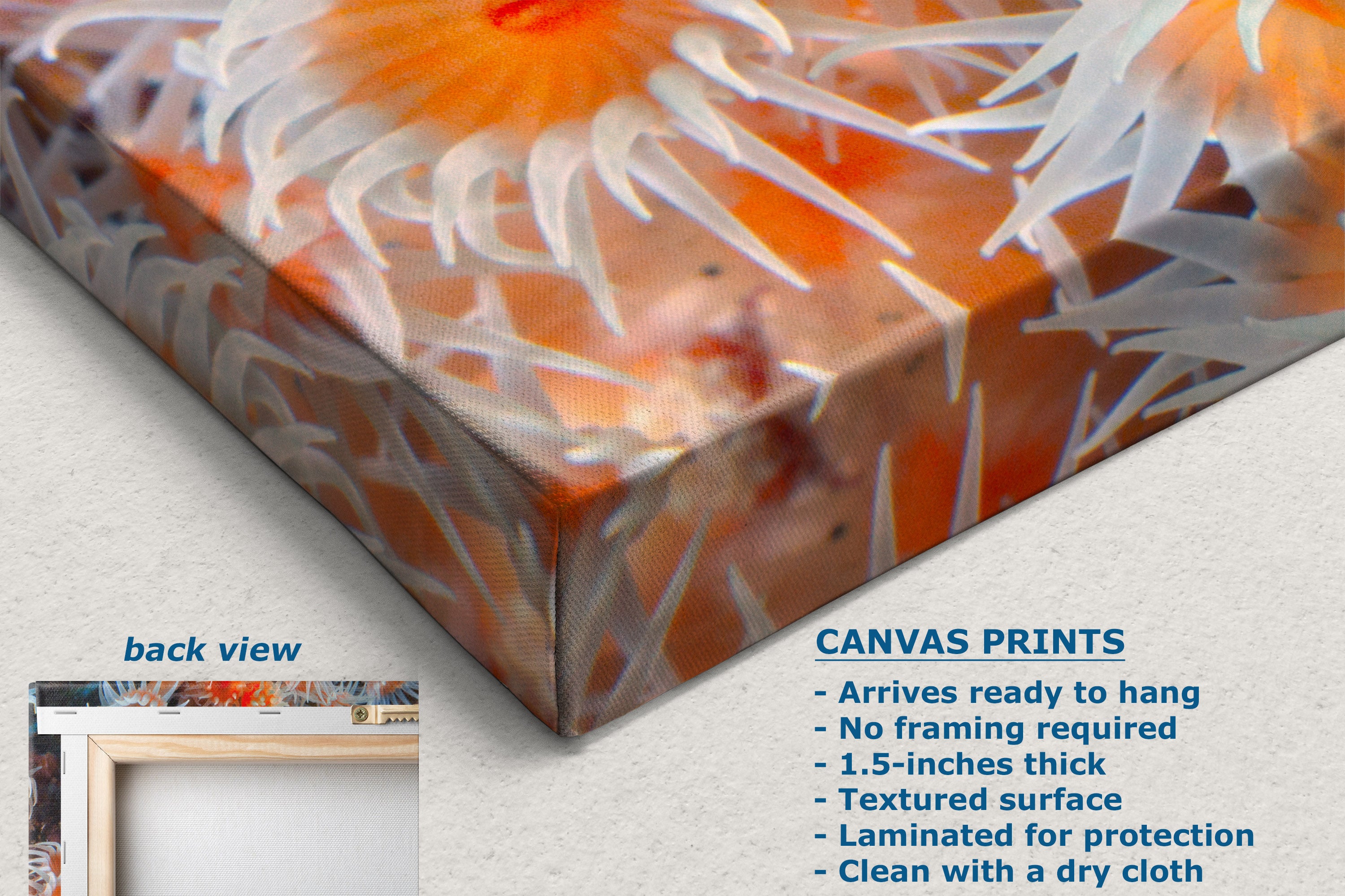A close-up of a canvas print showing an orange and white anemone or coral-like underwater scene, with text describing the canvas print features and a small inset labeled back view.