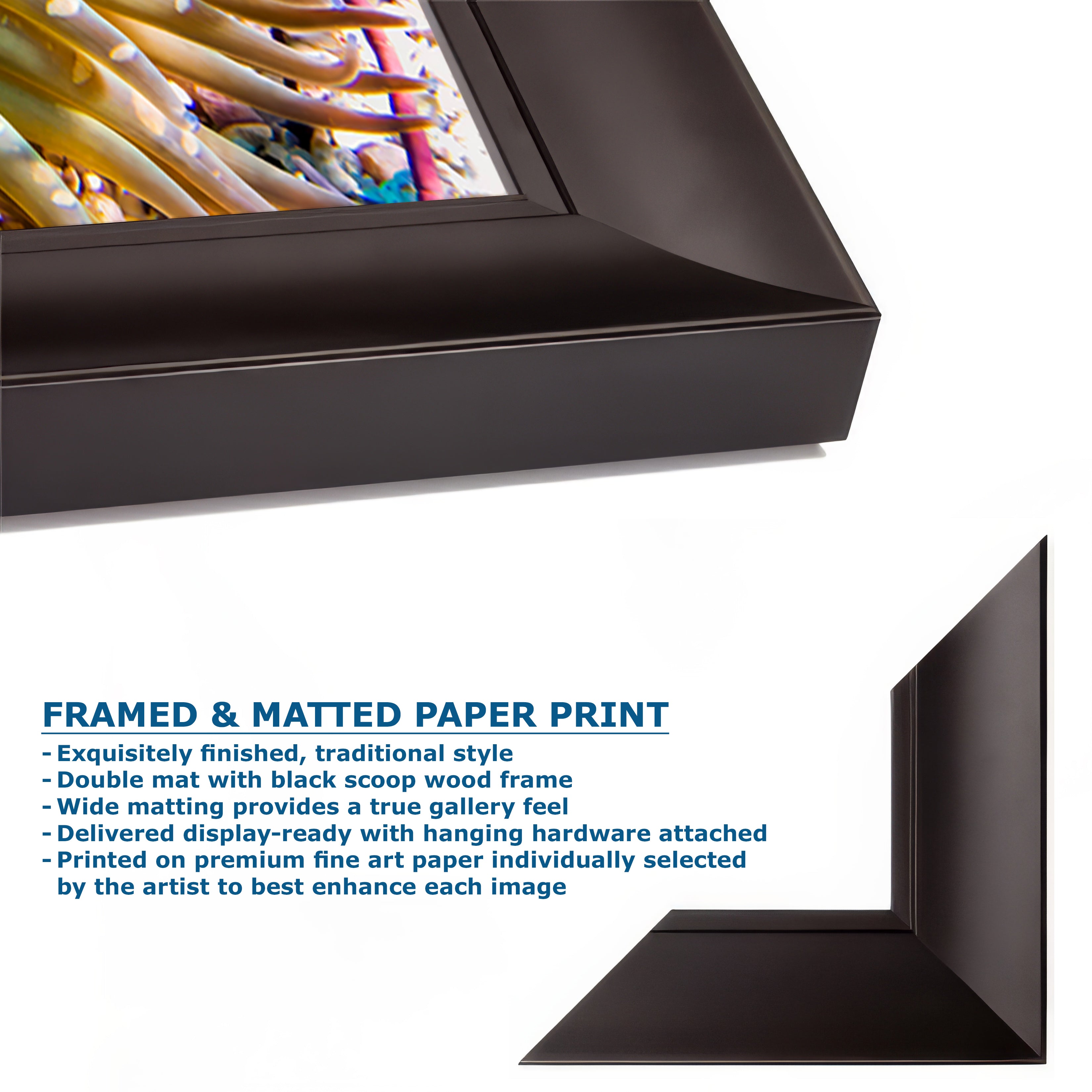 Ocean Life Limited Edition Fine Art Print Underwater Sea Anemone Photo