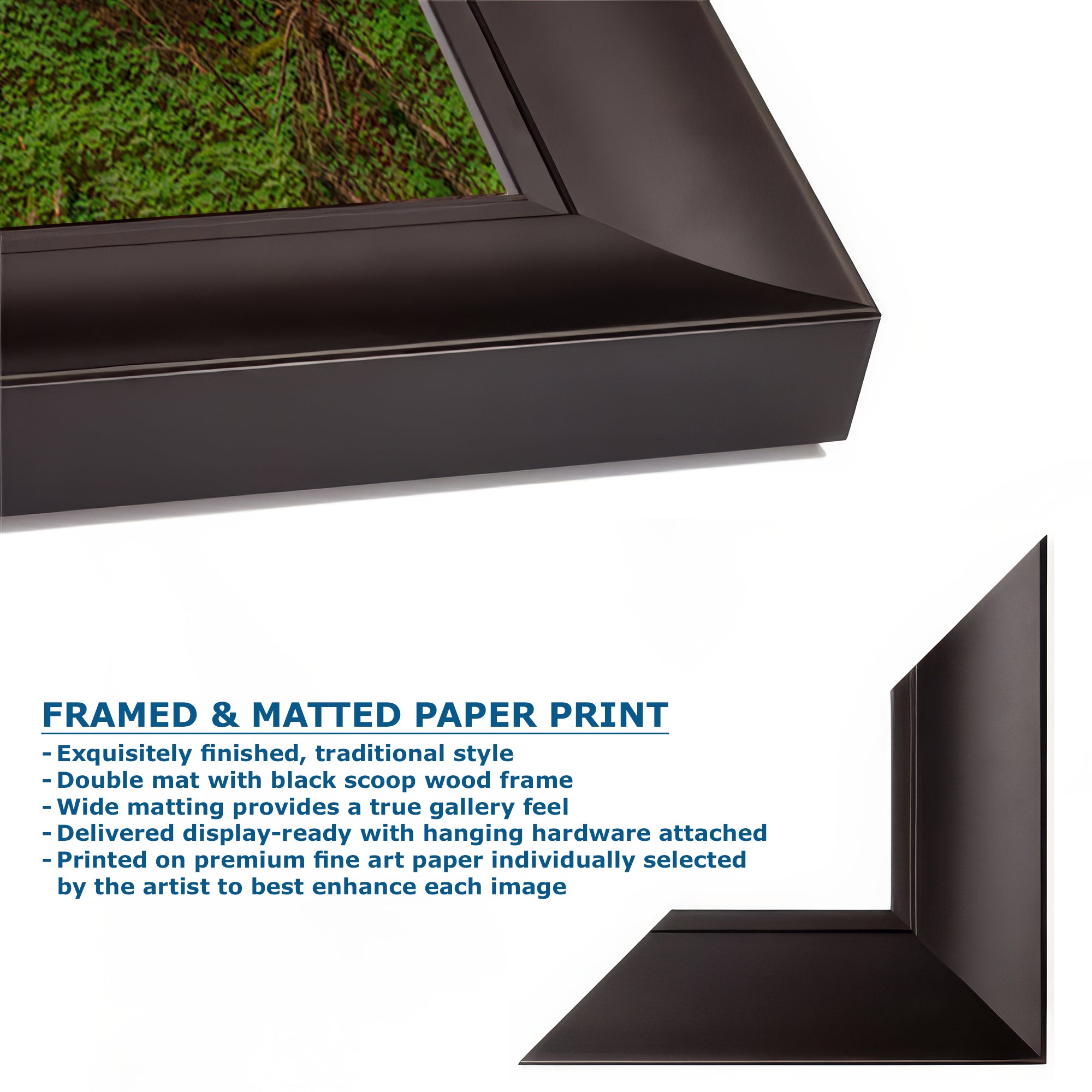 Redwood Tree Wall Art - Panoramic Forest Picture Nature Photo