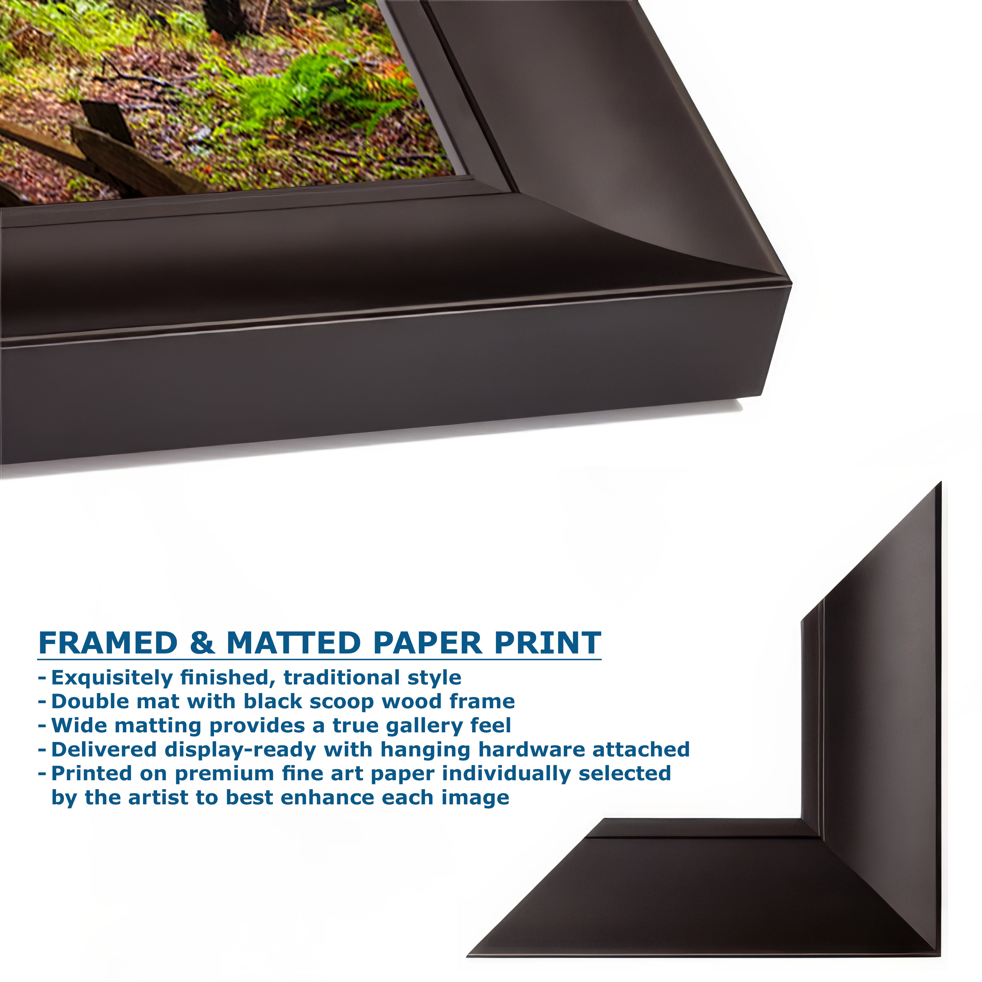 Redwood Trees Forest Picture Sunrise Nature Photo