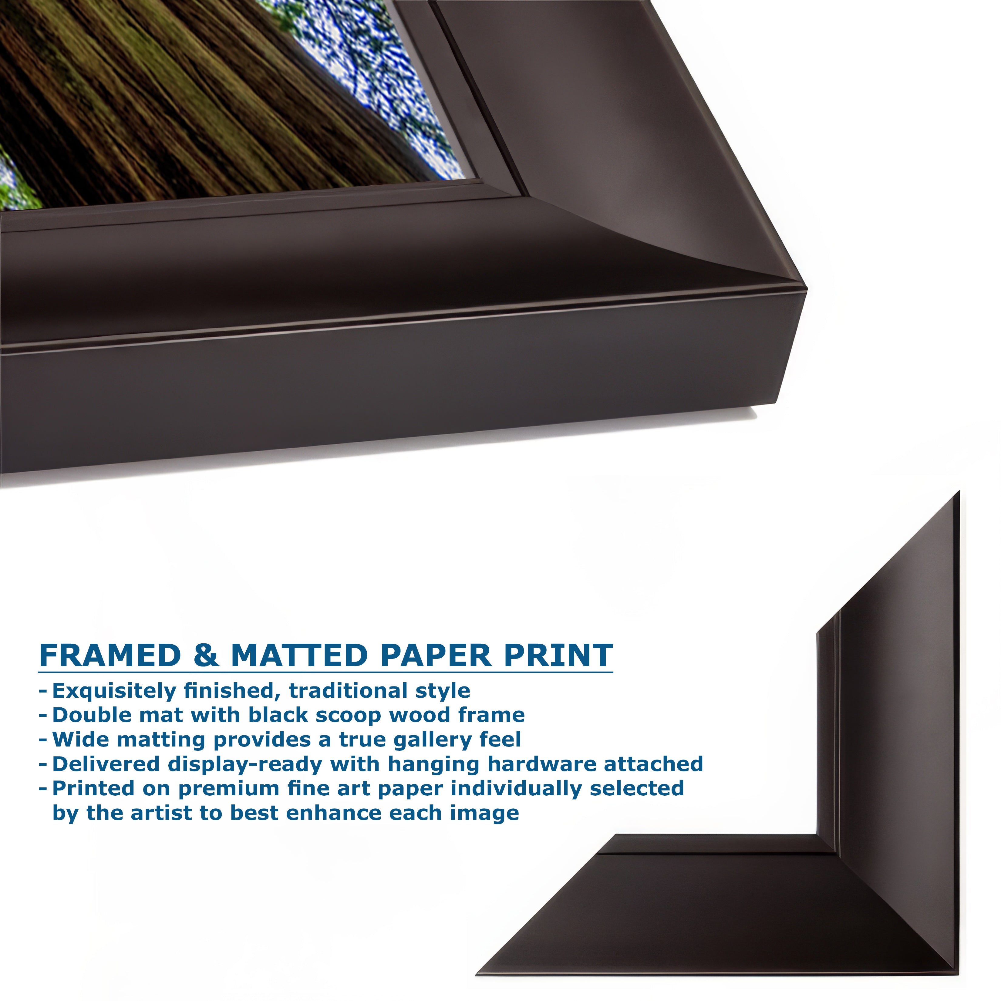 Redwood Trees Forest Picture Nature Photo