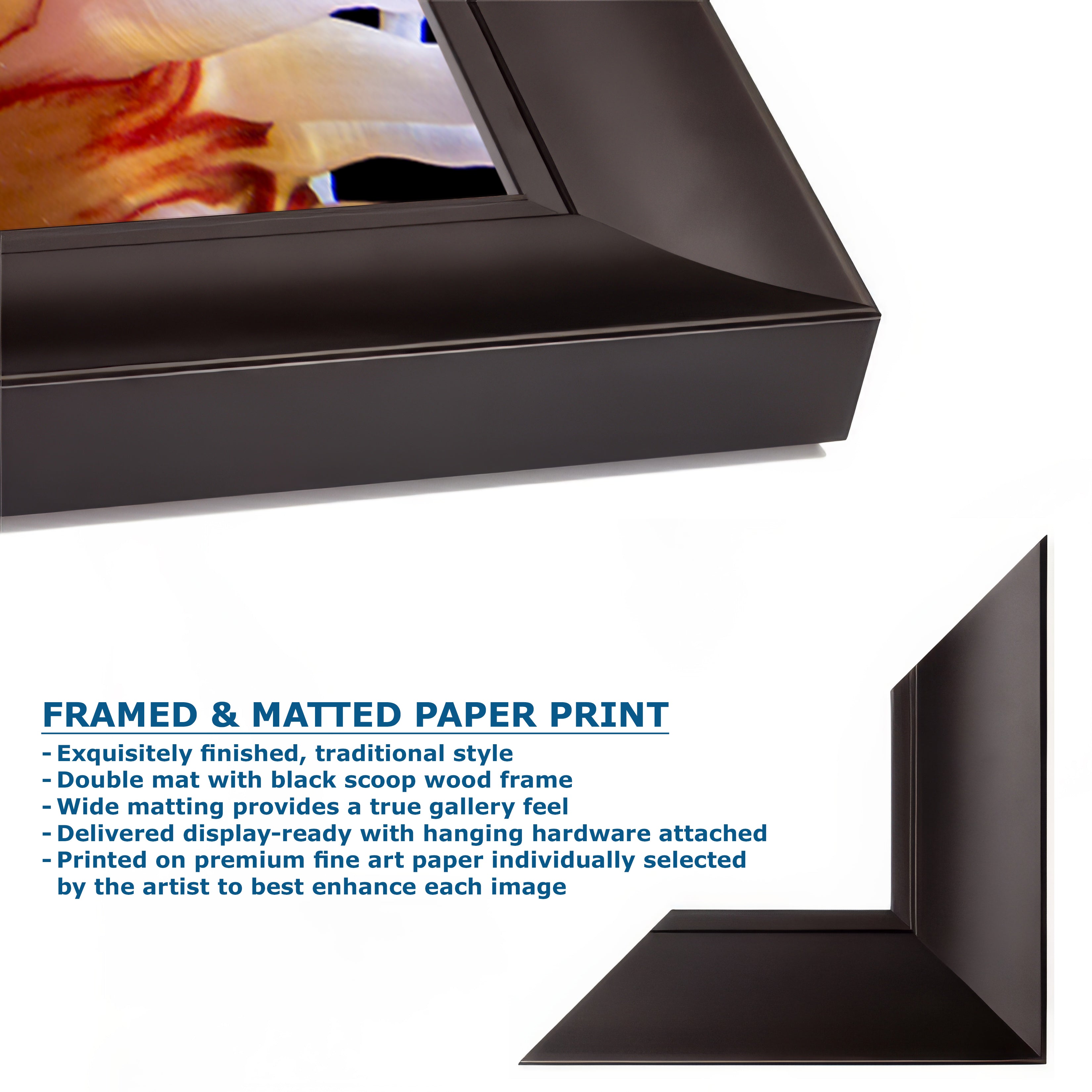 Sea Anemone Picture Ocean Life Underwater Scenery Nature Photo, Marine Biology Coral Reef Art