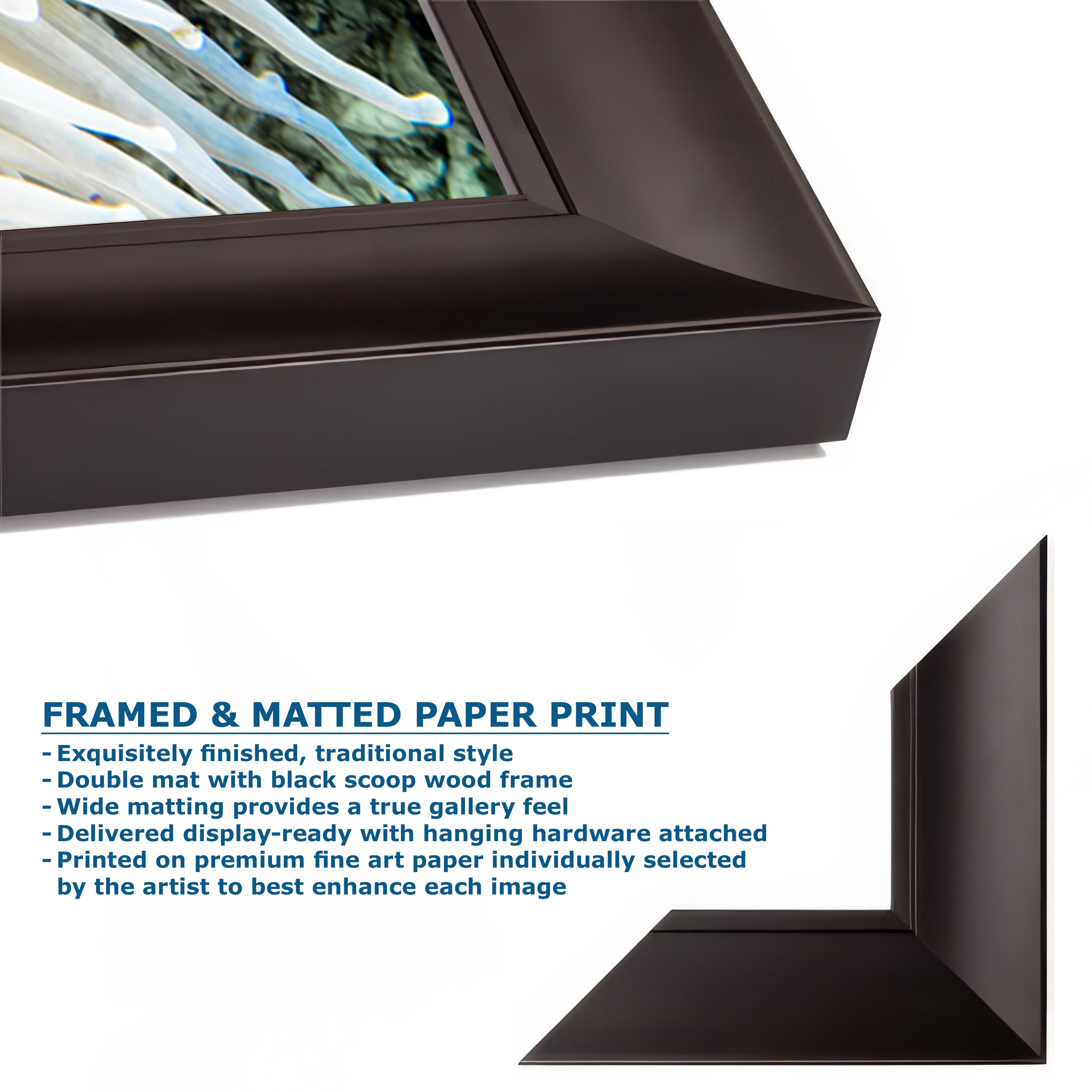 Sea Anemone Picture Ocean Life Underwater Scenery Nature Photo, Marine Biology Coral Reef Art