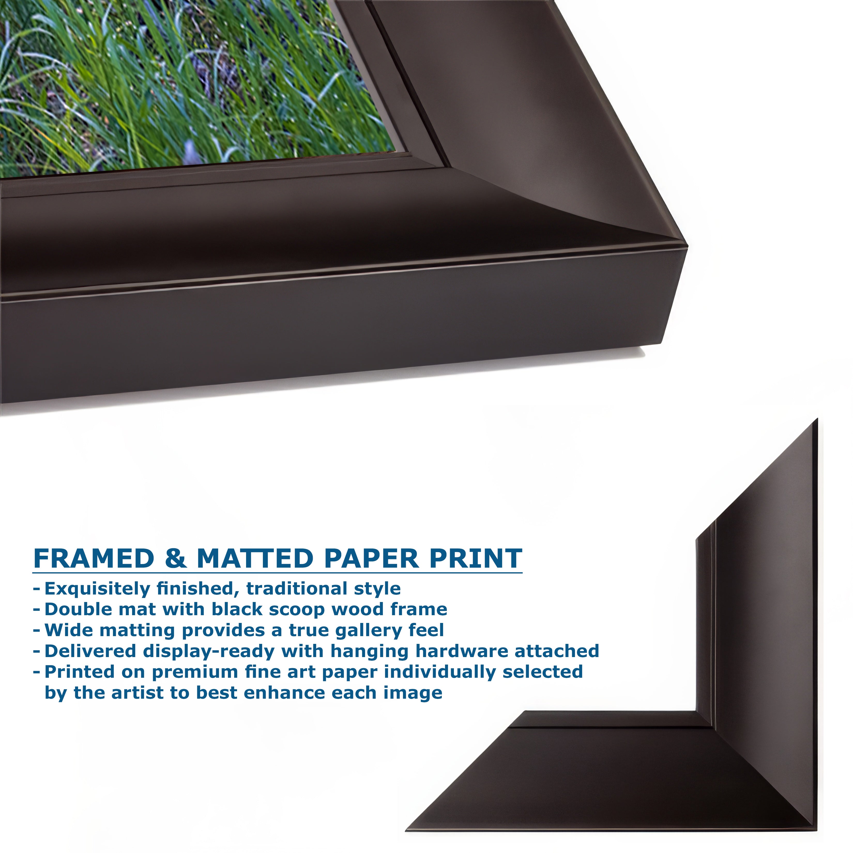 Steller Jay Wildlife Photography Print, Bird Wall Art, Nature Photography, Blue Bird Picture, Relaxing Dorm Room or Office Wall Art