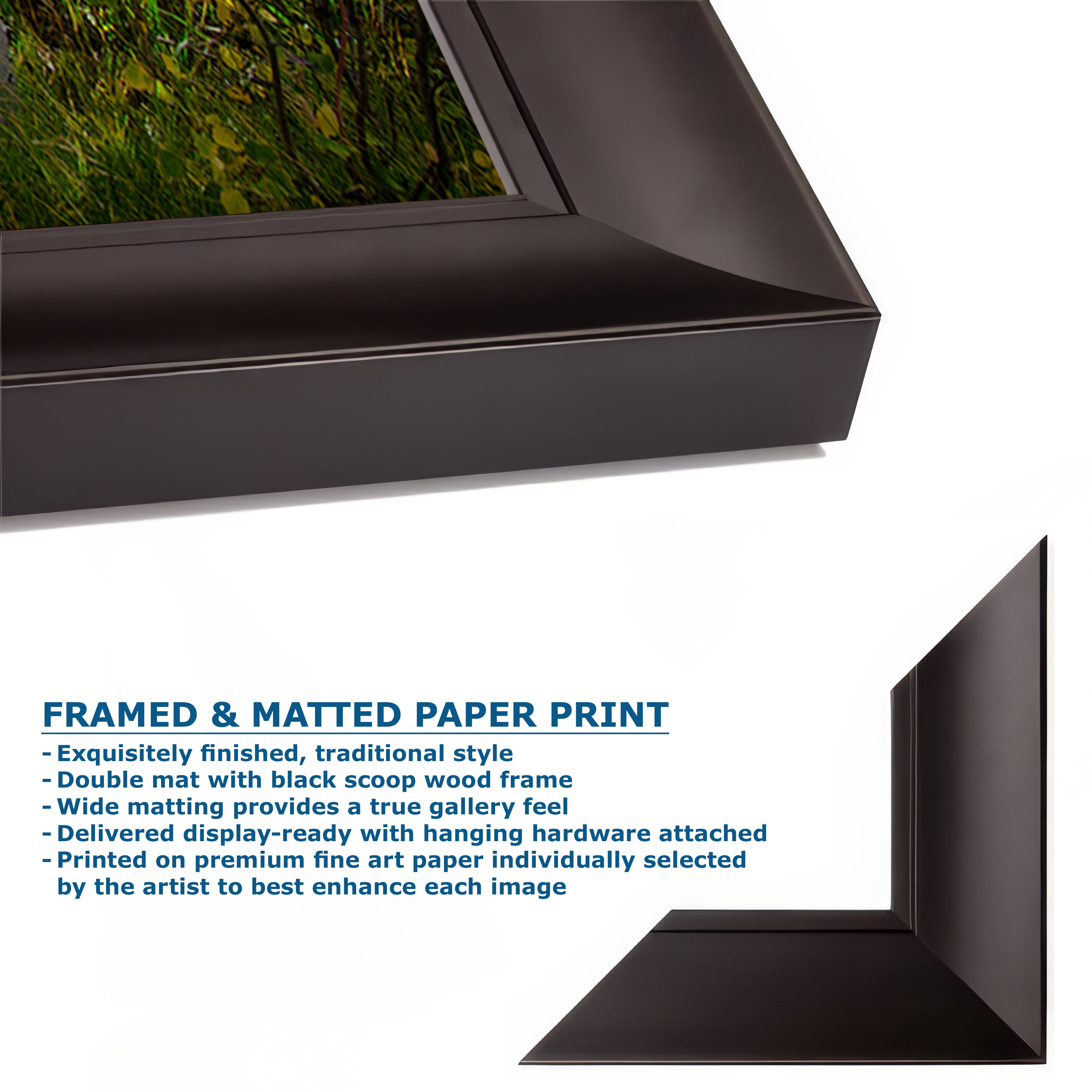 Aspen Tree Forest Picture Nature Photo, Forest Bathing Relaxation Artwork, Fall Colors Autumn for Meditation, Office and House Decor