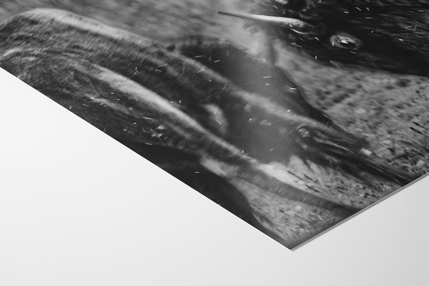 Buffalo Artwork Wildlife Photography, Black and White Bison Wall Decor, Rustic Cabin Animal Print, Nature Wall Art for Home or Office