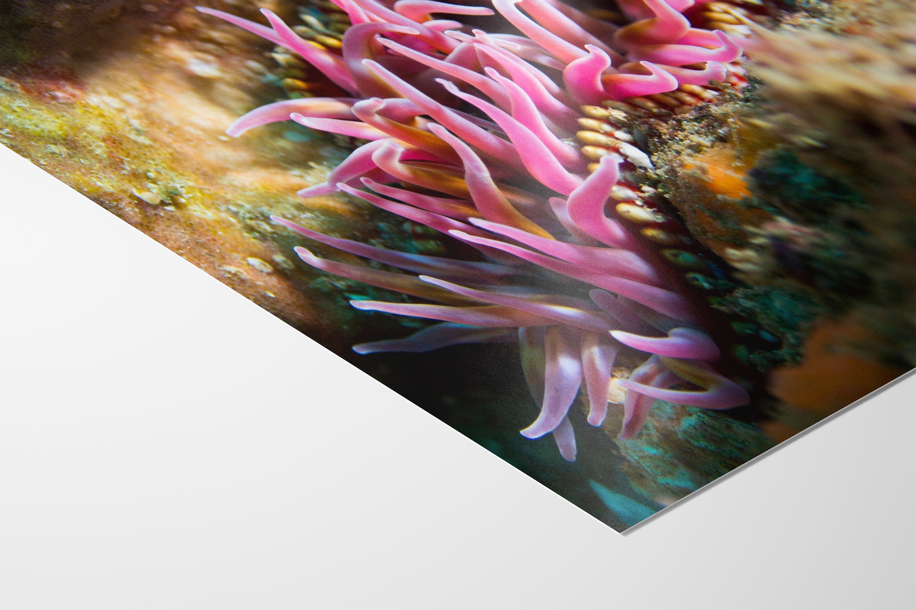 Sea Anemone Picture Ocean Life Underwater Scenery Nature Photo, Marine Biology Coral Reef Art, Vibrant Marine Wildlife Wall Decor