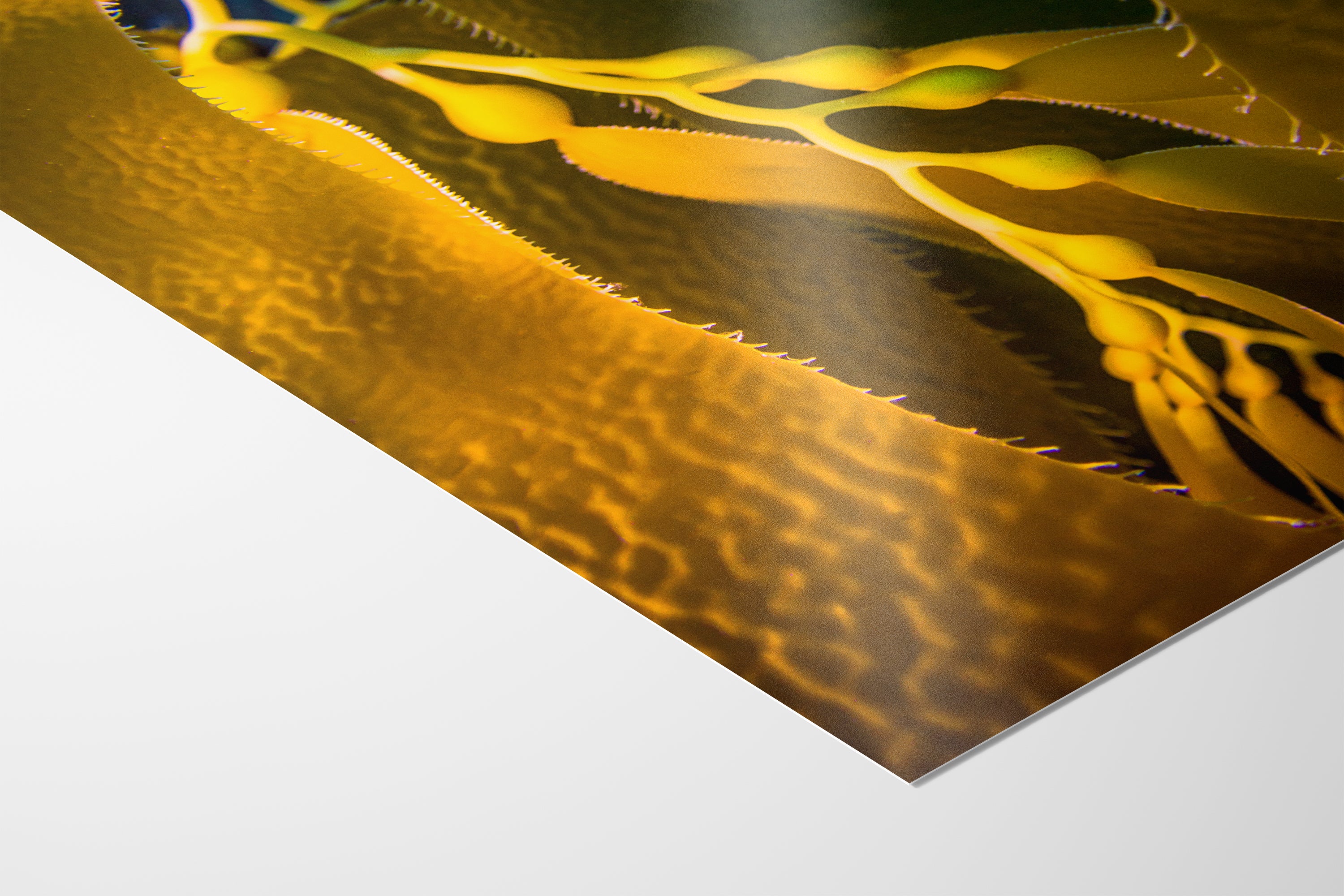 Kelp Forest Seaweed Pictures Underwater Scenery, Ocean Life Marine Life Decor, Nature Photo, Under the Sea Wall Art, Marine Biology Gift