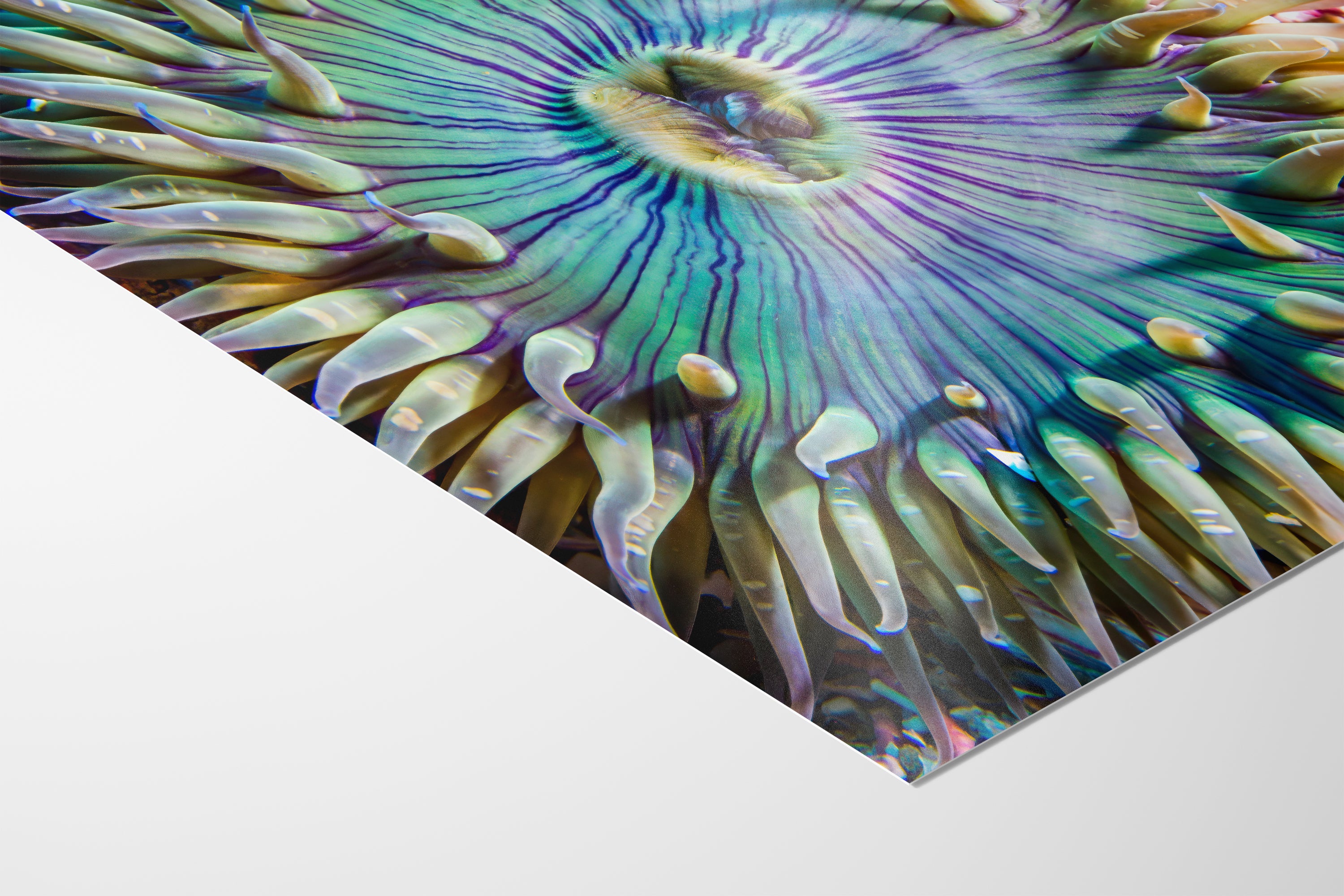 Sea Anemone Picture Ocean Life Underwater Scenery Nature Photo, Marine Biology Coral Reef Art