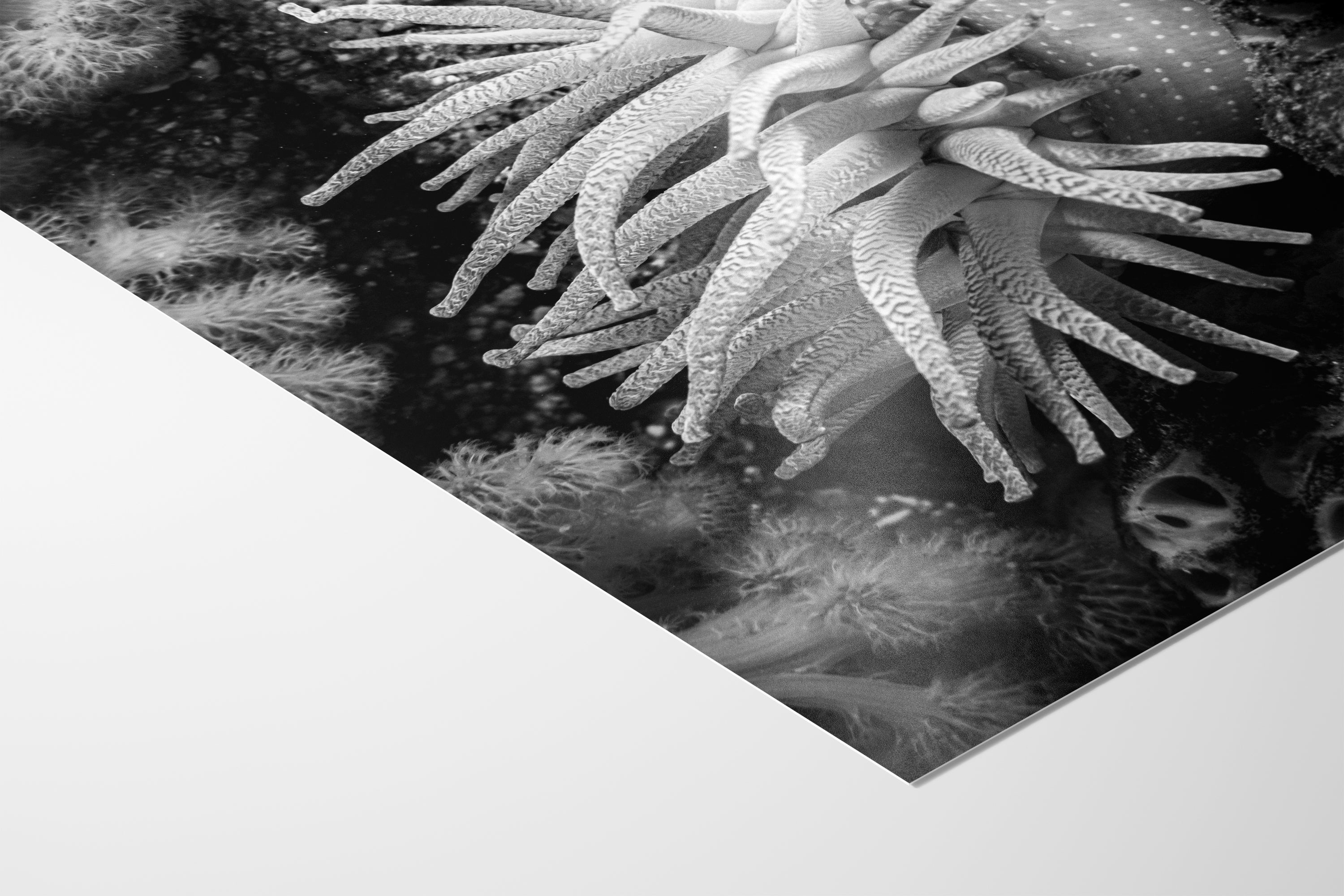 Sea Anemone Picture Ocean Life Underwater Scenery Nature Photo Black and White Art for Marine Biology, Ocean Lovers, and Relaxation Decor