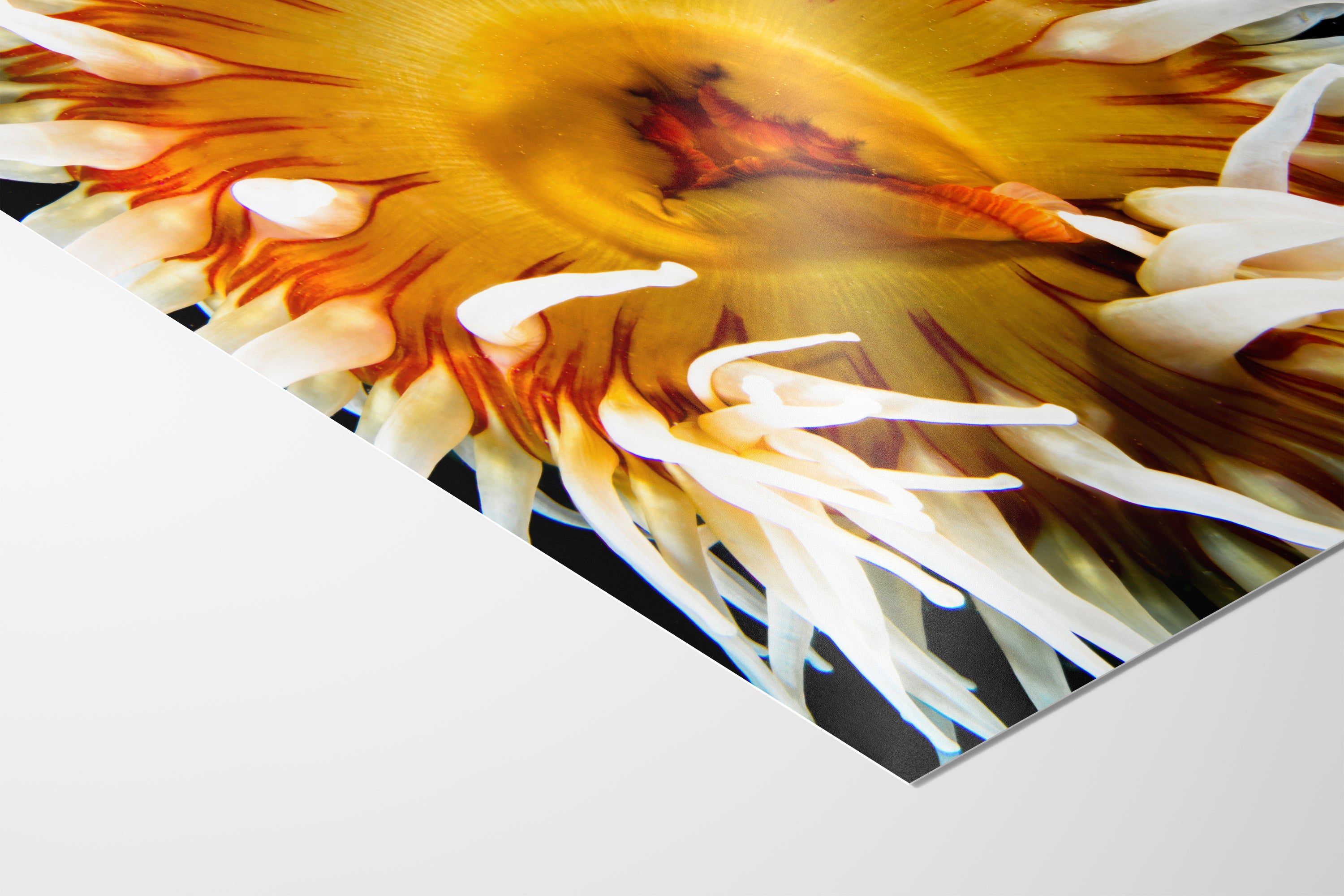 Sea Anemone Picture Ocean Life Underwater Scenery Nature Photo, Marine Biology Coral Reef Art