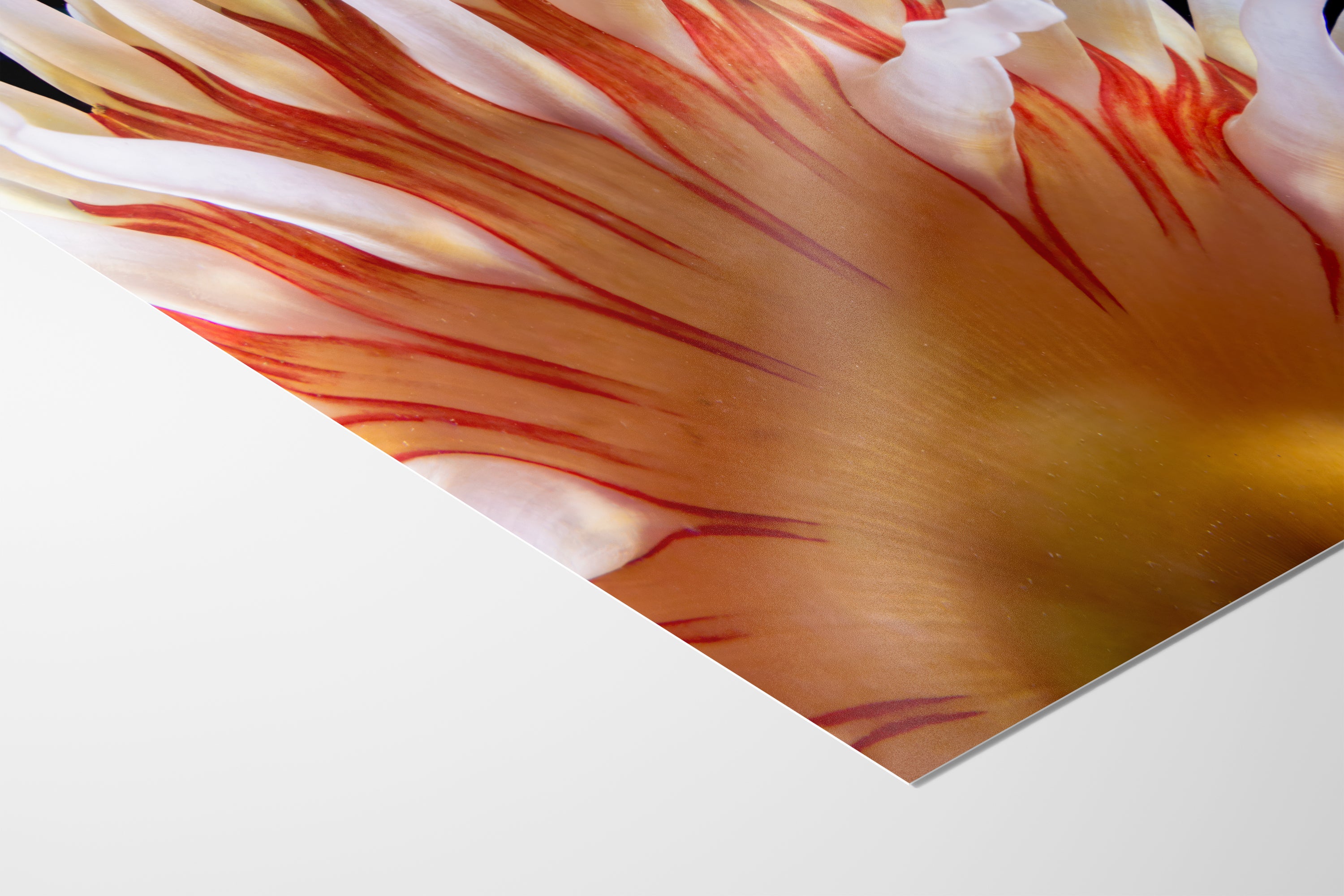 Sea Anemone Picture Ocean Life Underwater Scenery Nature Photo, Marine Biology Coral Reef Art