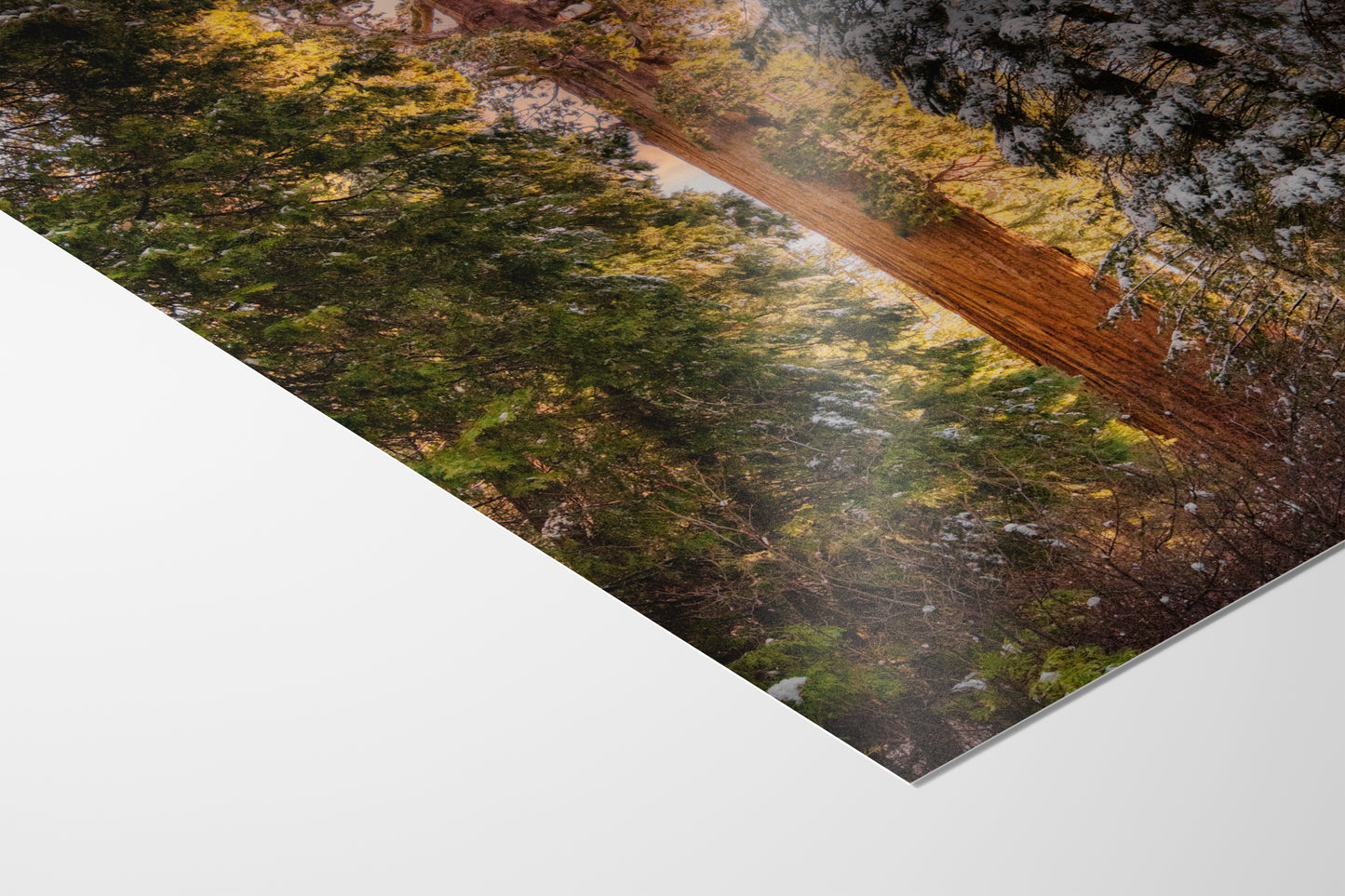 Giant Sequoia Tree Forest Picture Nature Photo, Redwood Tree Wall Art, Forest Bathing Decor, Bohemian Style Relaxation Artwork