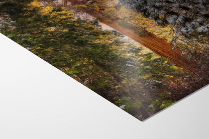 Giant Sequoia Tree Forest Picture Nature Photo, Redwood Tree Wall Art, Forest Bathing Decor, Bohemian Style Relaxation Artwork