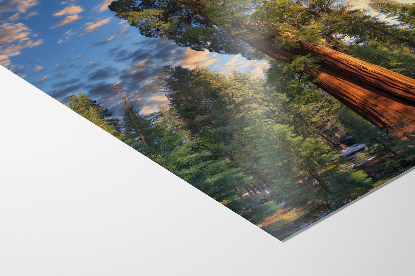 Giant Sequoia Tree Art, Redwood Forest Picture, Nature Photo Inspired Wall Decor