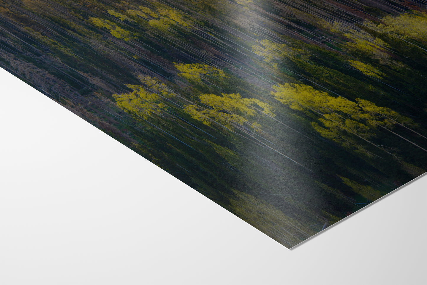 Aspen Tree Forest Picture Nature Photo, Forest Bathing Relaxation Artwork Dopamine Decor for Meditation, Bedroom, Living Room, and Office