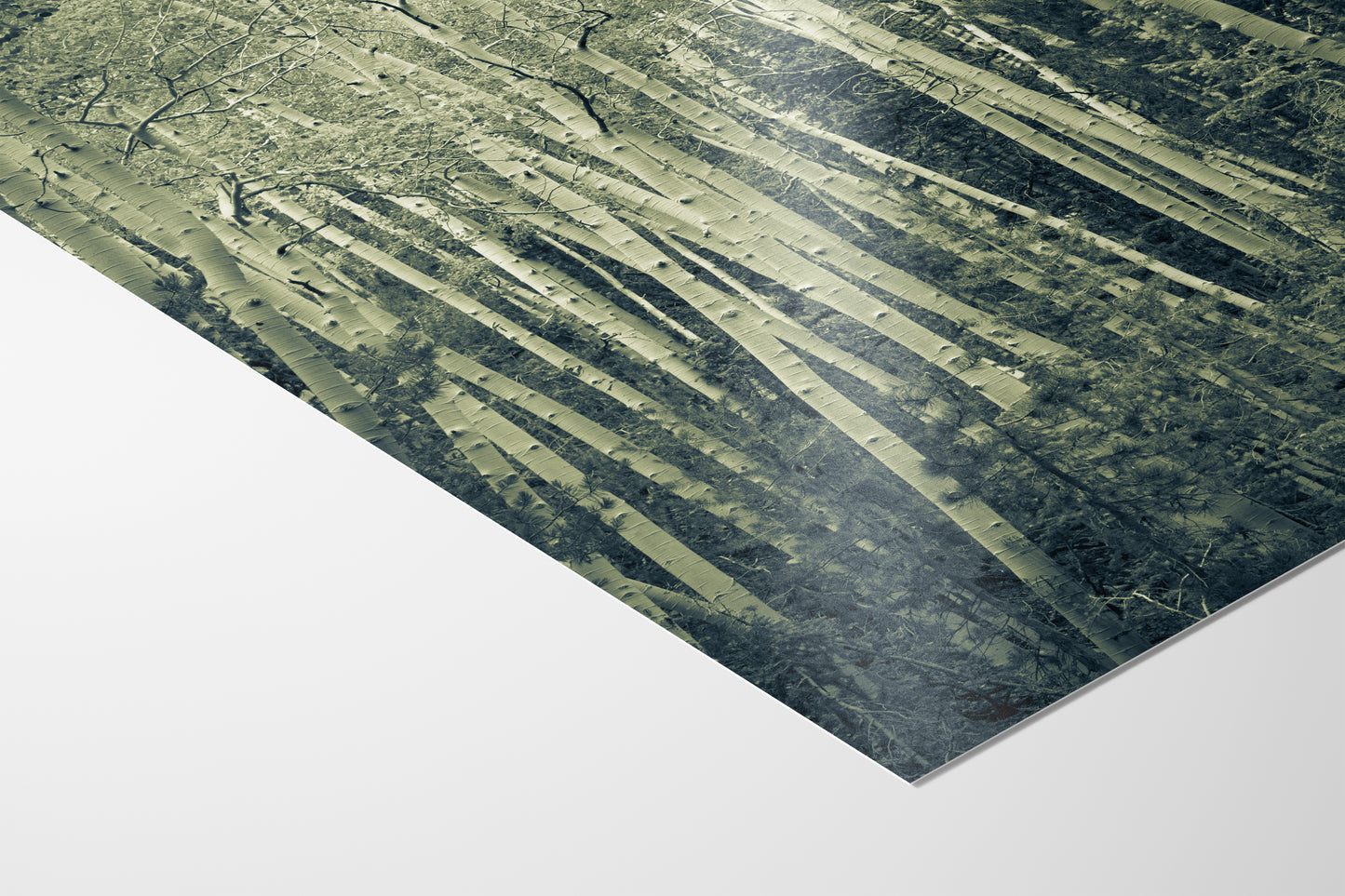 Aspen Tree Forest Picture Nature Photo, Forest Bathing Relaxation Artwork, Rustic Wall Art for Bedroom, Office, & House Decor