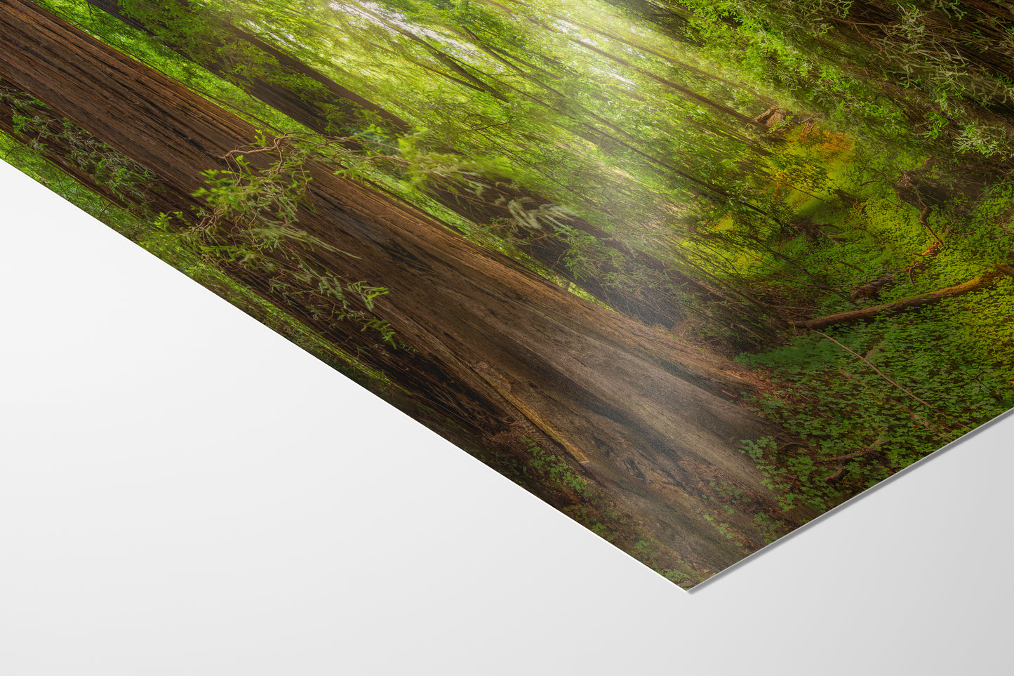 Redwood Tree Wall Art - Panoramic Forest Picture Nature Photo