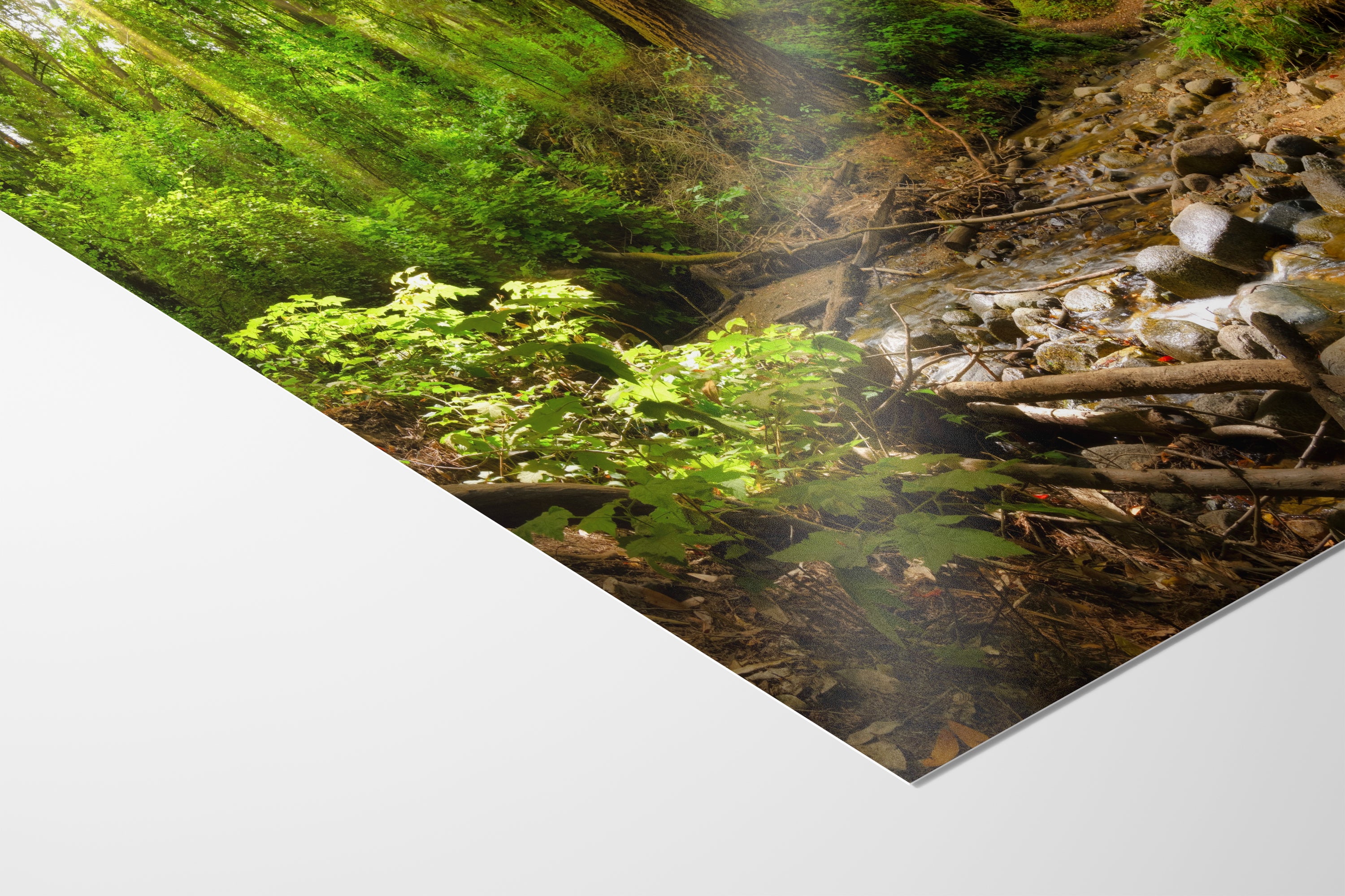 Redwood Trees Forest Picture Nature Photo, Forest Bathing in Santa Cruz California Coast Wall Art, Relaxing Artwork for House Decor & Office