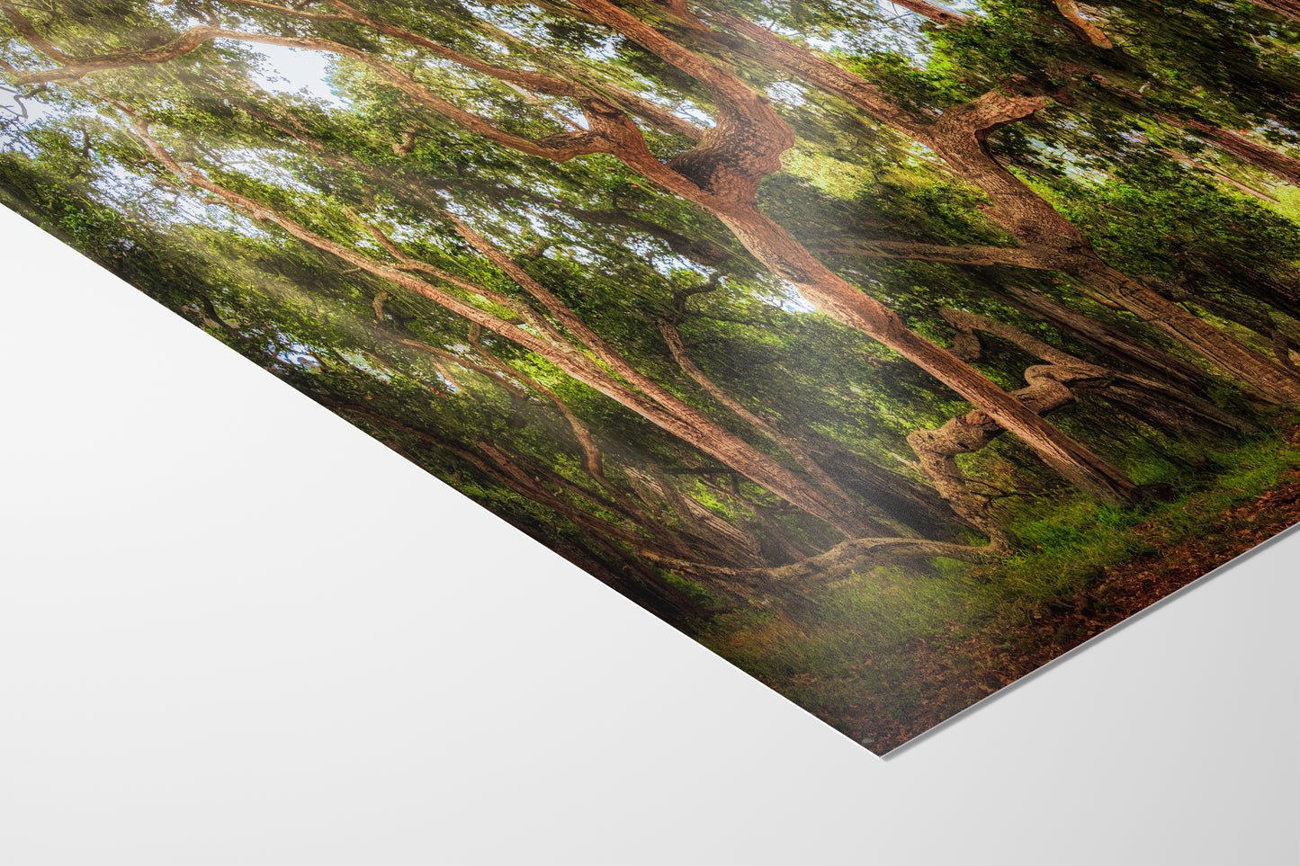 Coast Live Oak Forest Picture Nature Photo House Decor, Forest Bathing for Meditation, Relaxation, Dorm Room Decor