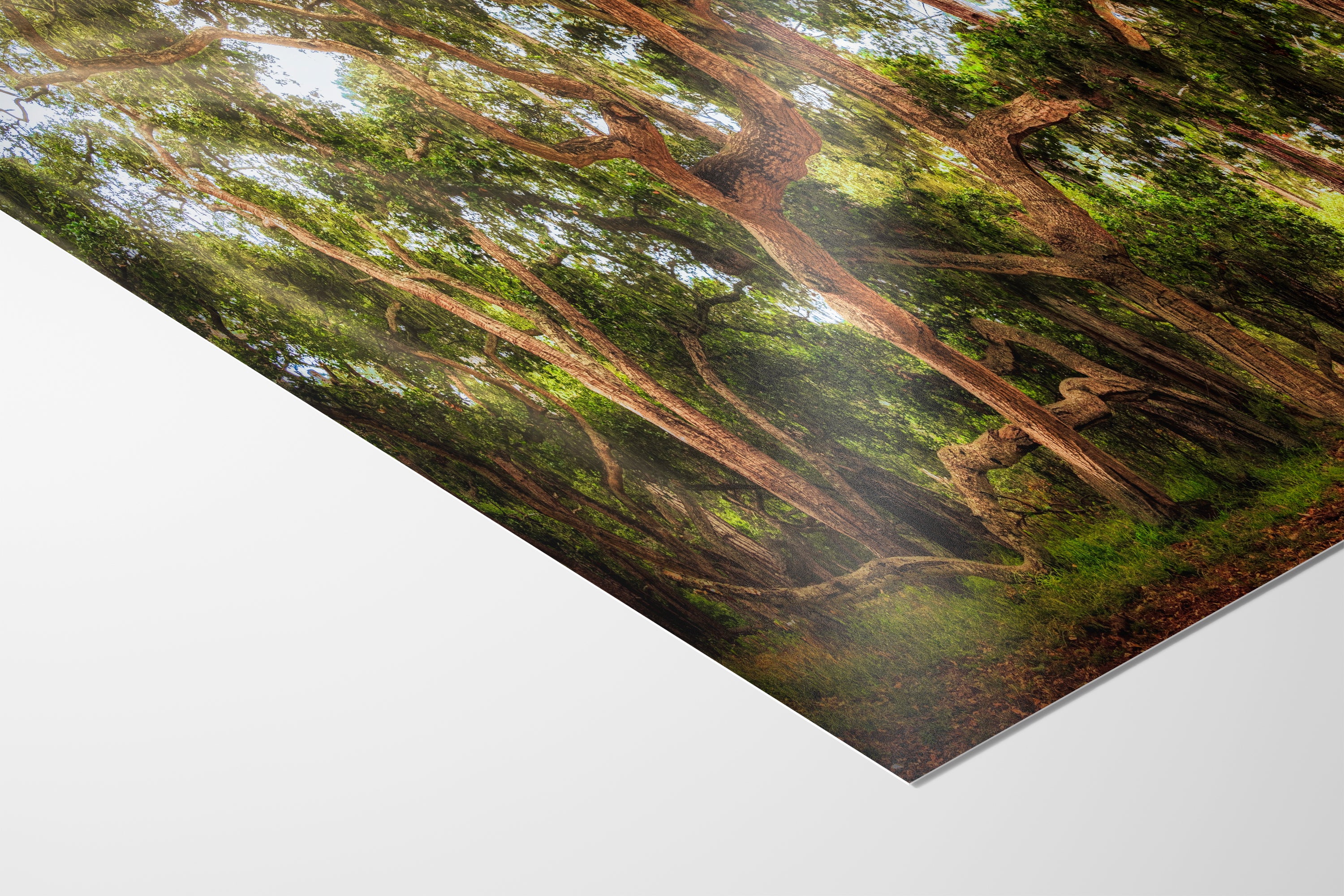 Coast Live Oak Forest Picture Nature Photo House Decor, Forest Bathing for Meditation, Relaxation, Dorm Room Decor