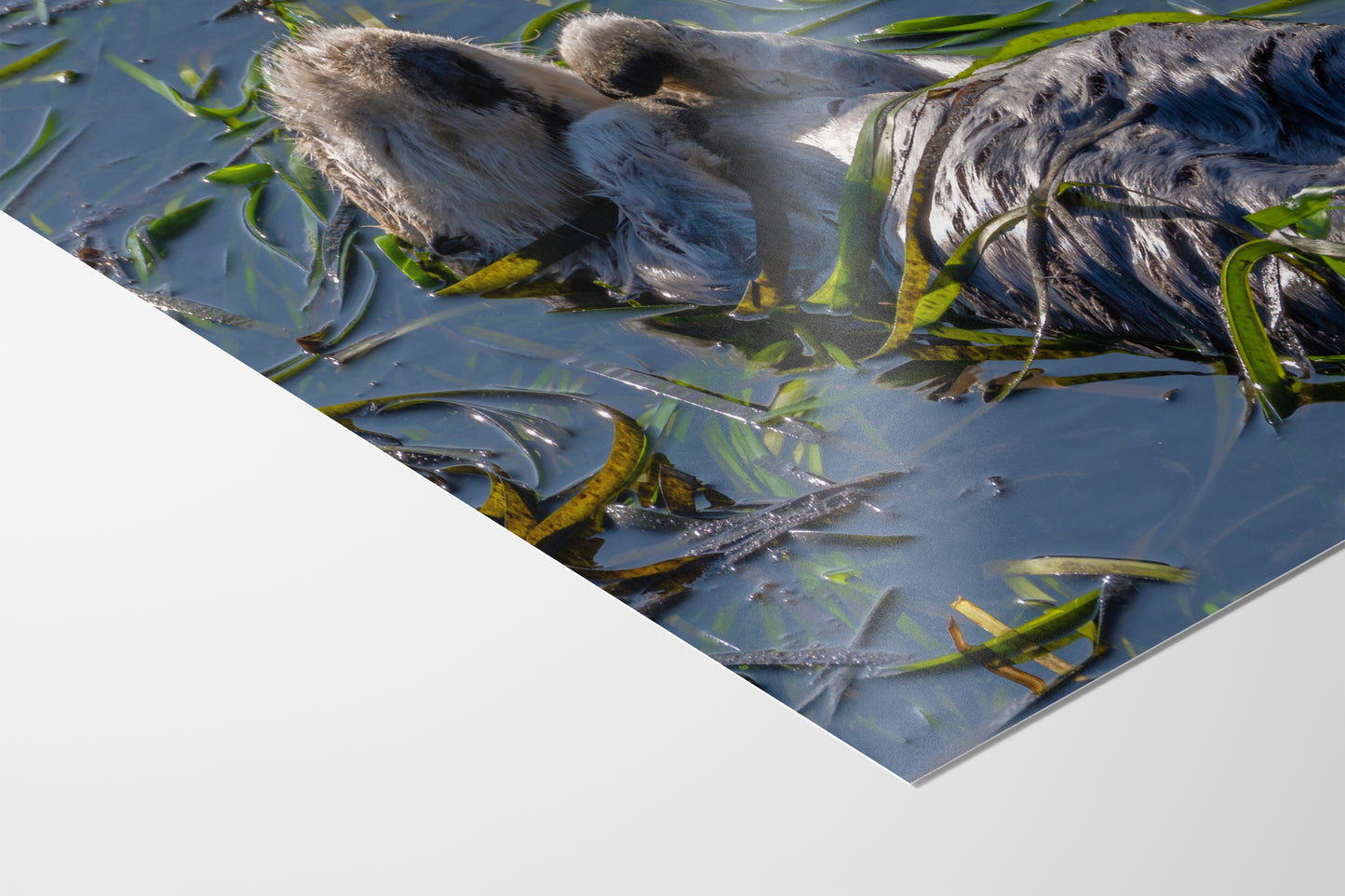 Sea Otter Picture Marine Mammal Wildlife Photography, Relaxing Nature Art Print, Ocean Scene, Dorm Room Decor, Animal Photography