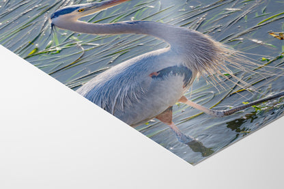 Great Blue Heron Art Wildlife Photography, Nature Wall Decor for Bird Lovers, Ocean Conservation, Relaxing Office or Room Artwork