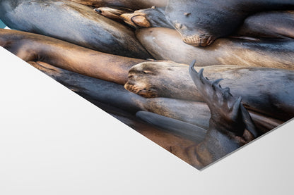 California Sea Lion Marine Mammal Wildlife Photography Wall Art - Ocean Animals Nursery Decor Coastal Home Artwork, Marine Biology Print