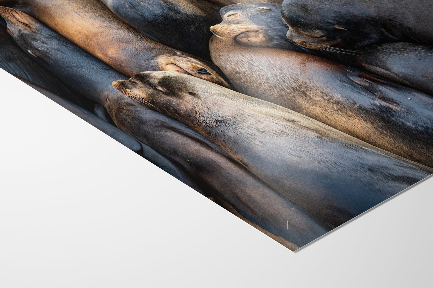 California Sea Lion Marine Mammal Wildlife Photography, Ocean Animals Nursery Decor, Relaxation Artwork for Beach-Themed Rooms