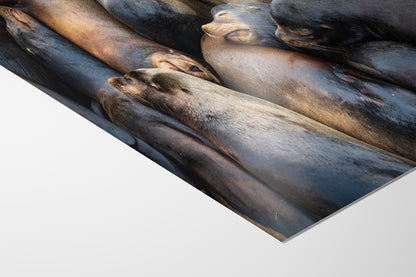 California Sea Lion Marine Mammal Wildlife Photography, Ocean Animals Nursery Decor, Relaxation Artwork for Beach-Themed Rooms