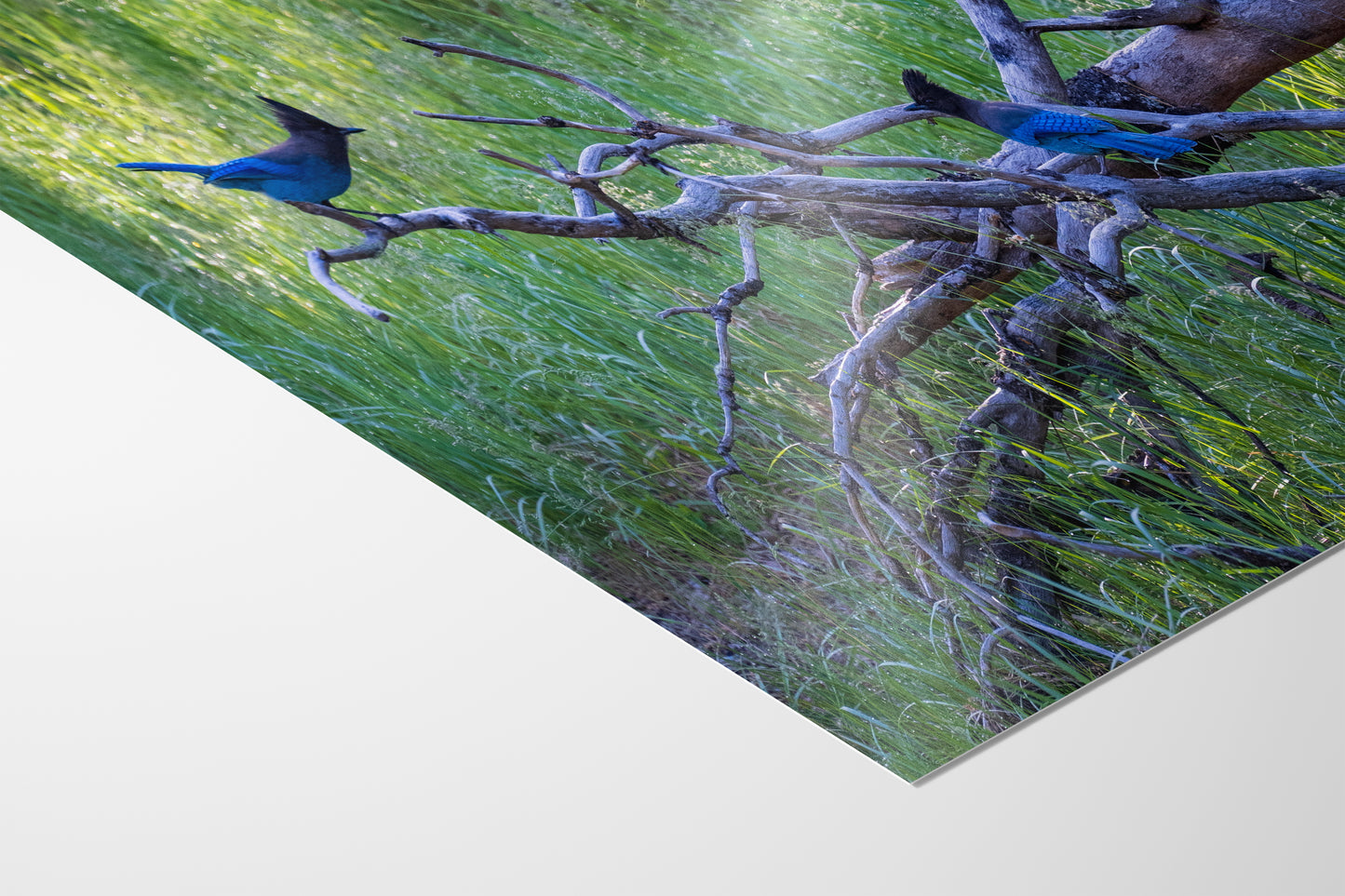 Steller Jay Wildlife Photography Print, Bird Wall Art, Nature Photography, Blue Bird Picture, Relaxing Dorm Room or Office Wall Art