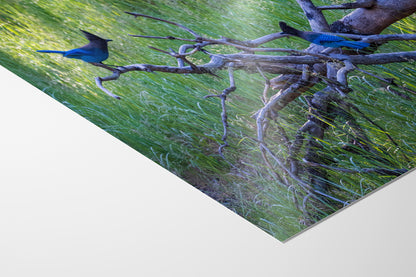 Steller Jay Wildlife Photography Print, Bird Wall Art, Nature Photography, Blue Bird Picture, Relaxing Dorm Room or Office Wall Art