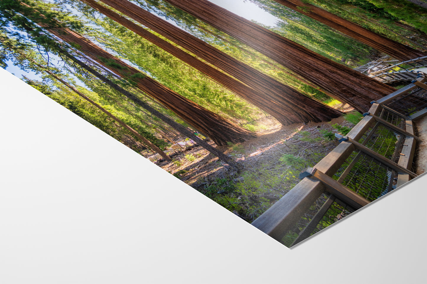 Giant Sequoia Tree Forest Picture Nature Photo | Yosemite Redwood Trees for Nature Lovers & Forest Bathing Relaxation, Meditation Artwork