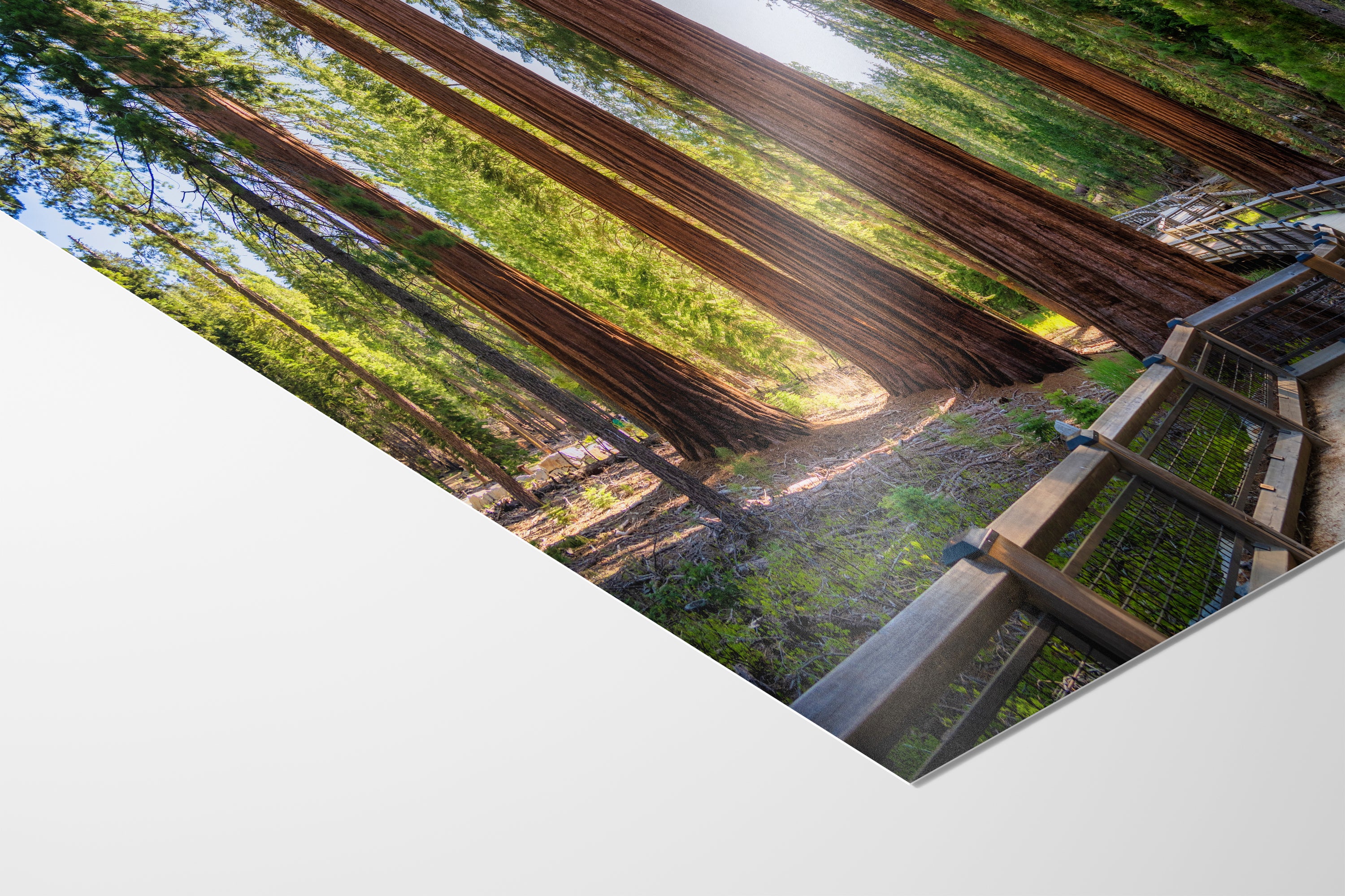 Giant Sequoia Tree Forest Picture Nature Photo | Yosemite Redwood Trees for Nature Lovers & Forest Bathing Relaxation, Meditation Artwork