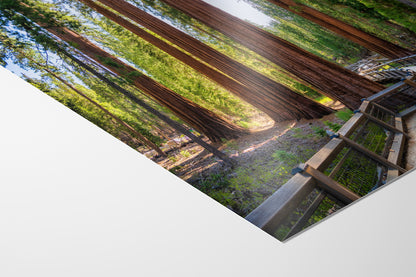 Giant Sequoia Tree Forest Picture Nature Photo | Yosemite Redwood Trees for Nature Lovers & Forest Bathing Relaxation, Meditation Artwork