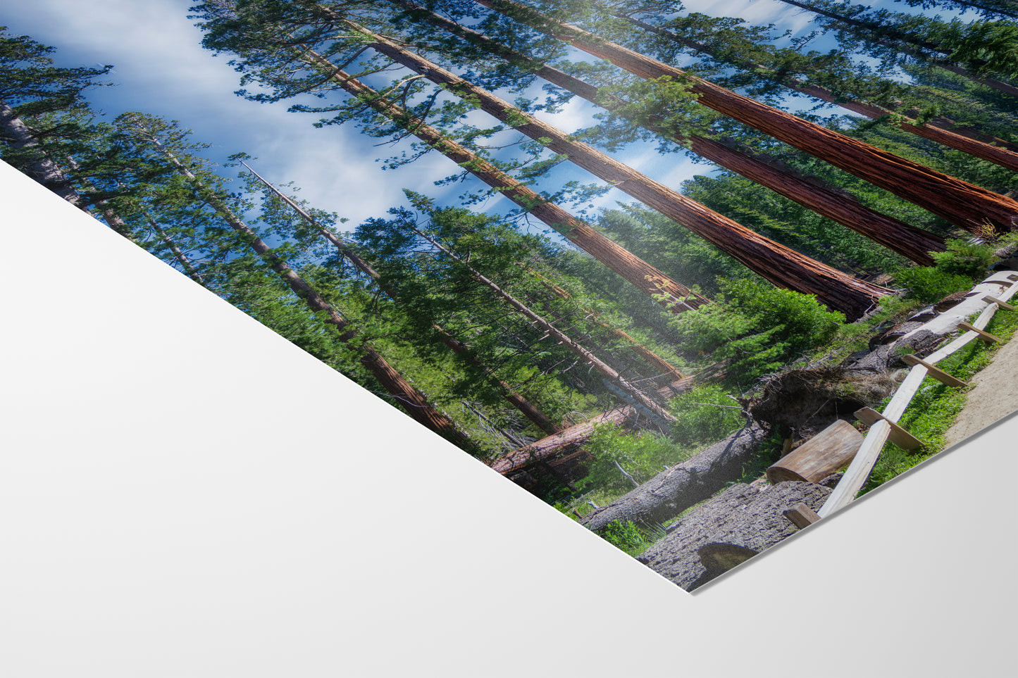 Giant Sequoia Tree Forest Picture Nature Photo, Redwood Trees Forest Bathing Decor, Relaxation Artwork for Home or Office