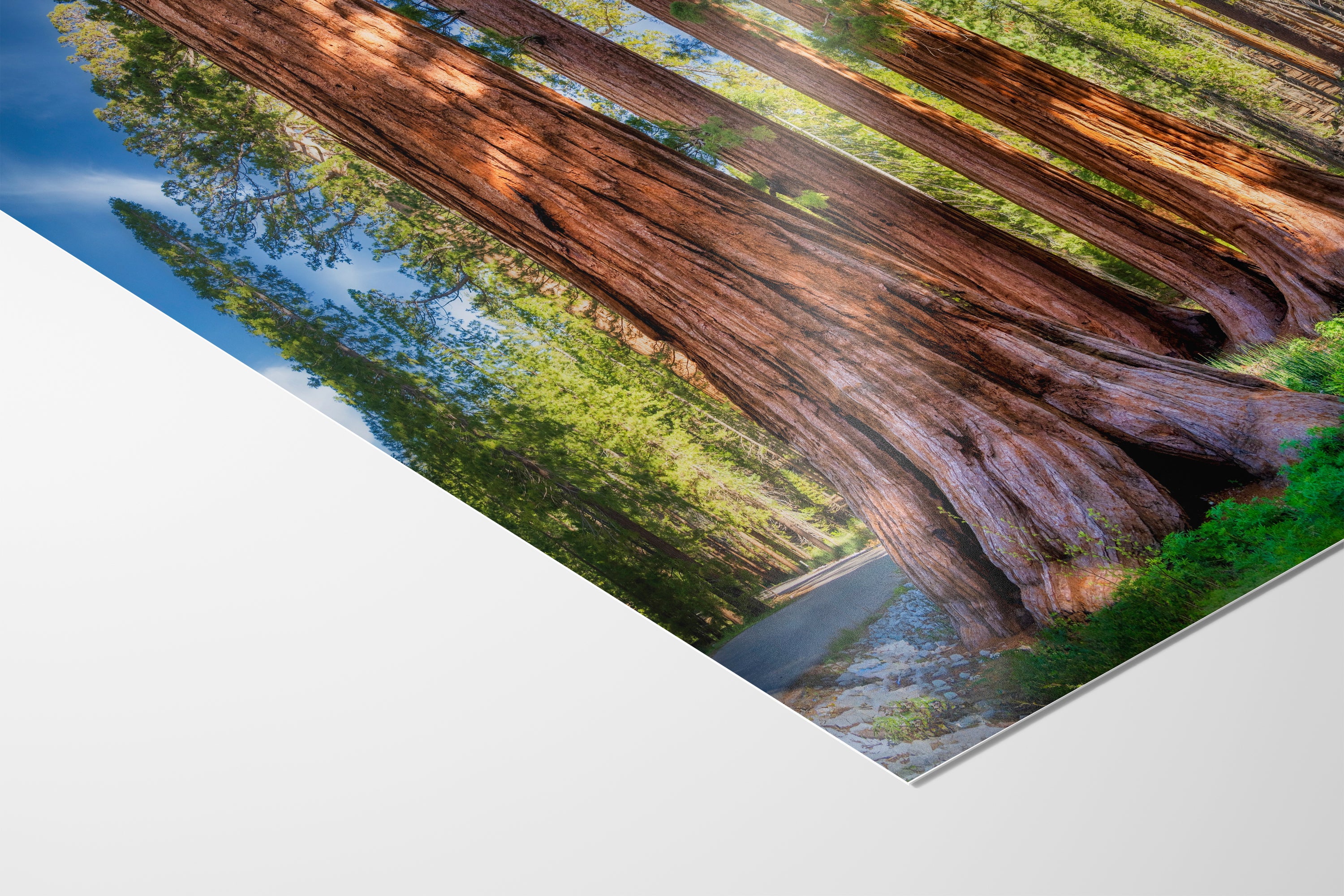 Giant Sequoia Tree Forest Picture Nature Photo, Redwood Trees Forest Bathing for Relaxation and Meditation in Living Room and Office