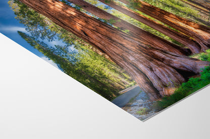 Giant Sequoia Tree Forest Picture Nature Photo, Redwood Trees Forest Bathing for Relaxation and Meditation in Living Room and Office