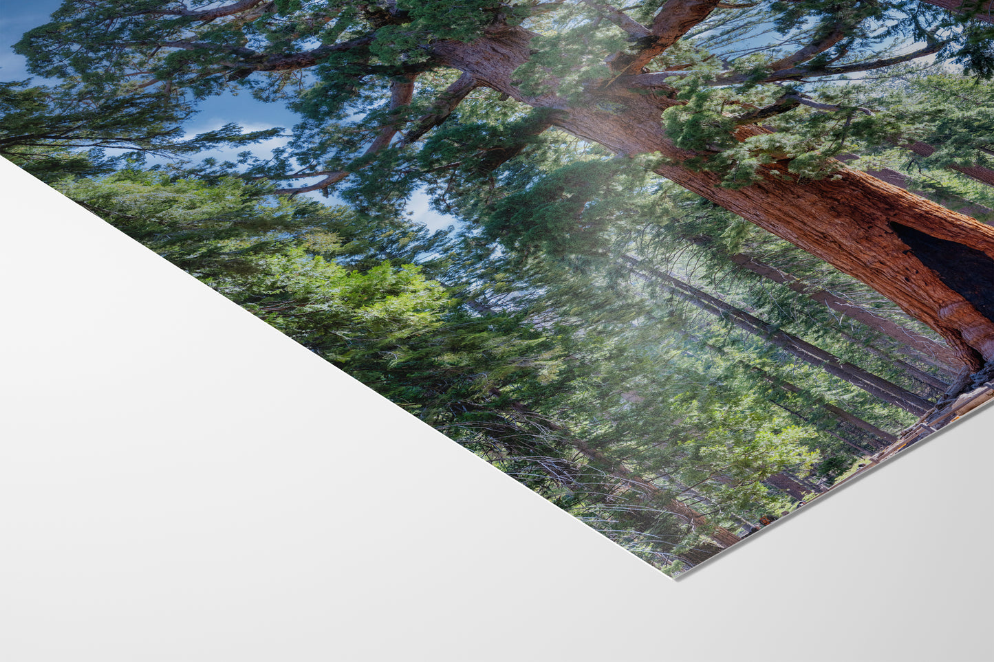 Giant Sequoia Tree Forest Picture Nature Photo, Yosemite Redwood Trees, Mariposa Grove Tree Hugger Decor, Forest Bathing for Relaxation