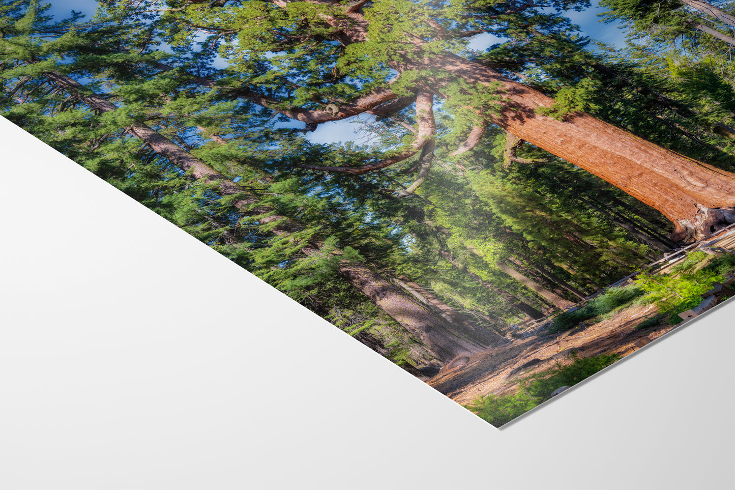 Giant Sequoia Tree Forest Picture Nature Photo, Yosemite Redwood Trees, Forest Bathing for Nature Lovers, House and Office