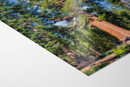 Giant Sequoia Tree Forest Picture Nature Photo, Yosemite Redwood Trees, Forest Bathing for Nature Lovers, House and Office