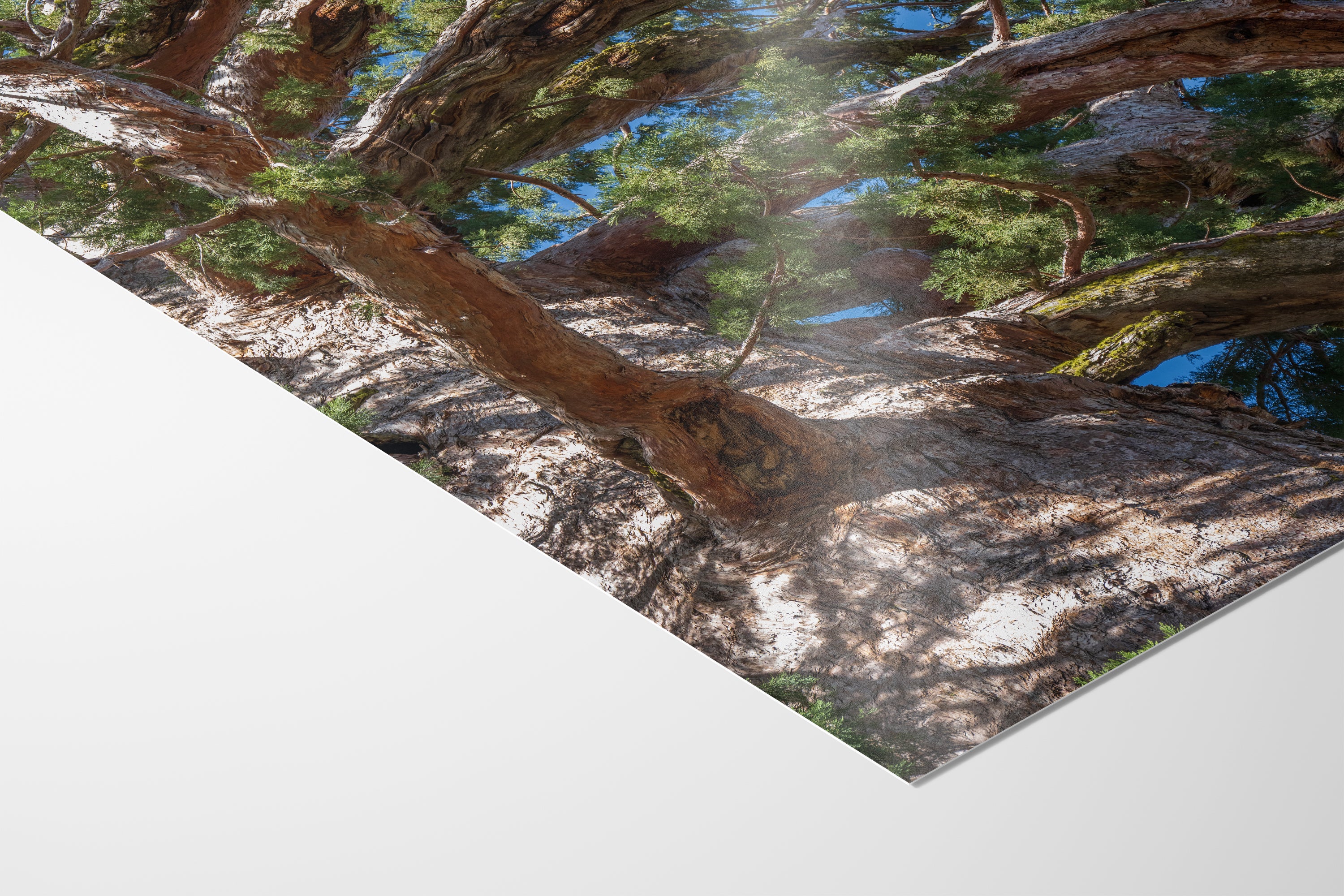 Giant Sequoia Tree Forest Picture Nature Photo, Yosemite Mariposa Grove Redwood Trees, Forest Bathing Relaxation Artwork for Nature Lovers